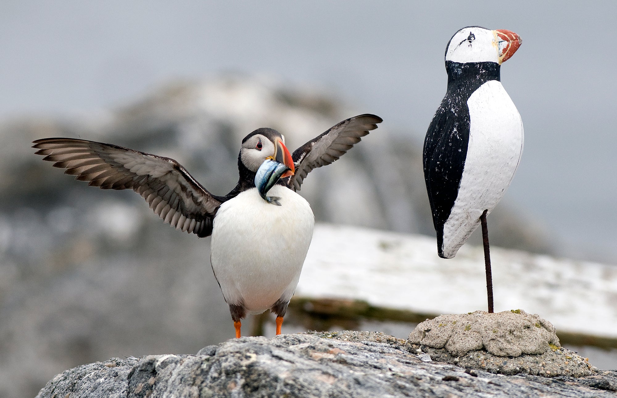 A bird with fish in its bill next to a seabird decoy.