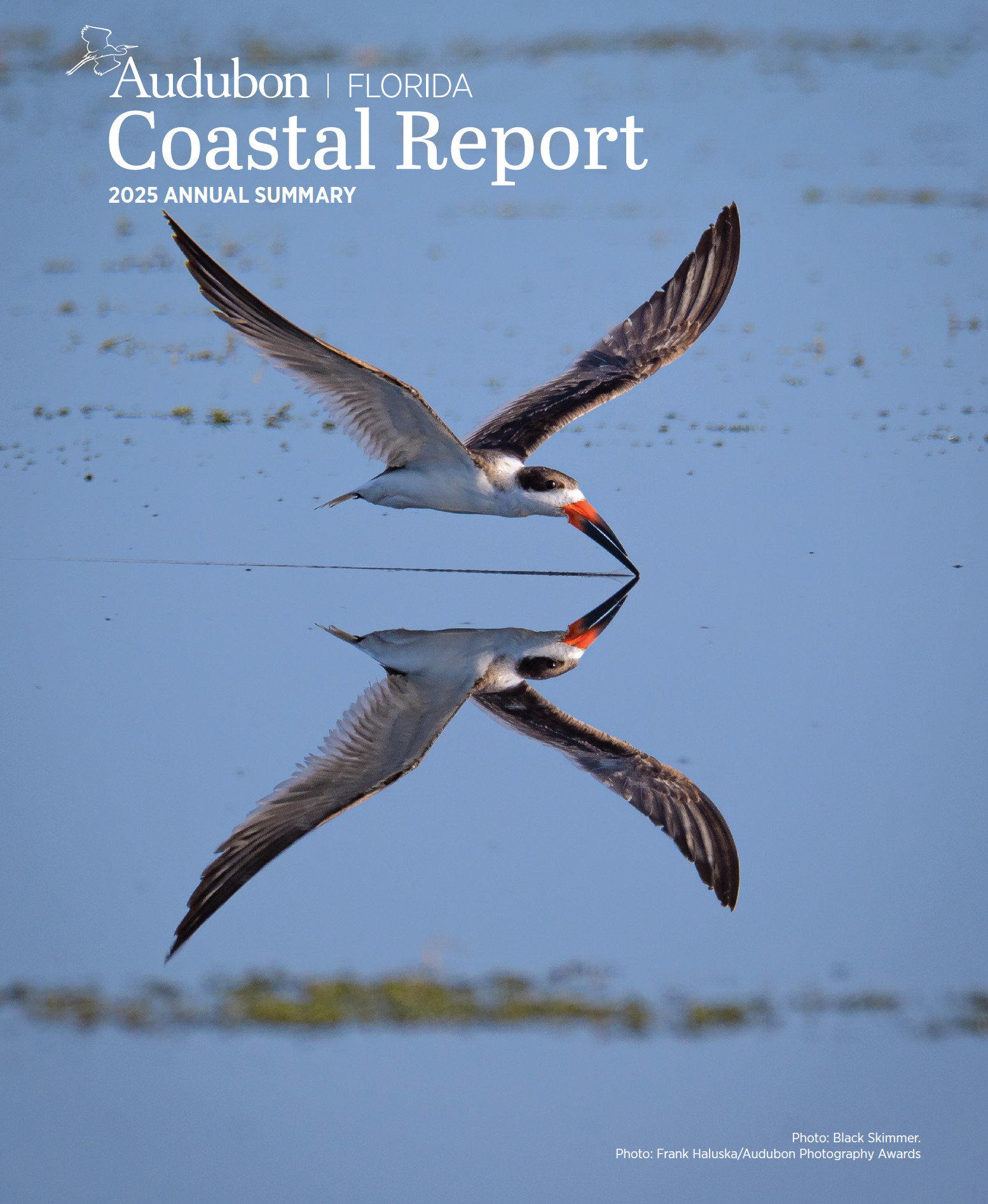 a skimmer skimming shallow water with the perfect reflection underneath
