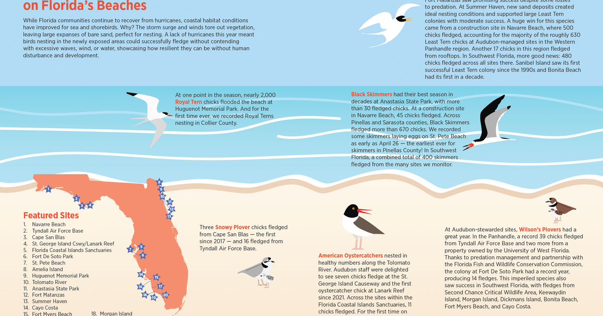 A Banner Year for Nesting Birds on Florida’s Beaches