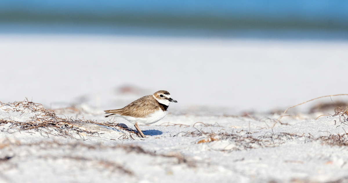 Celebrating a Great Year for Wilson’s Plovers