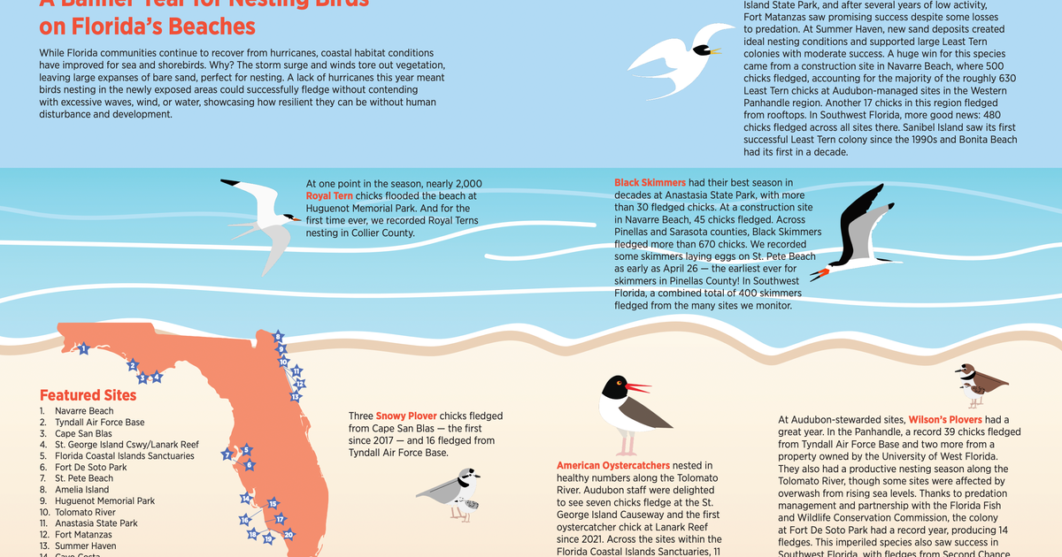 A Banner Year for Nesting Birds on Florida’s Beaches