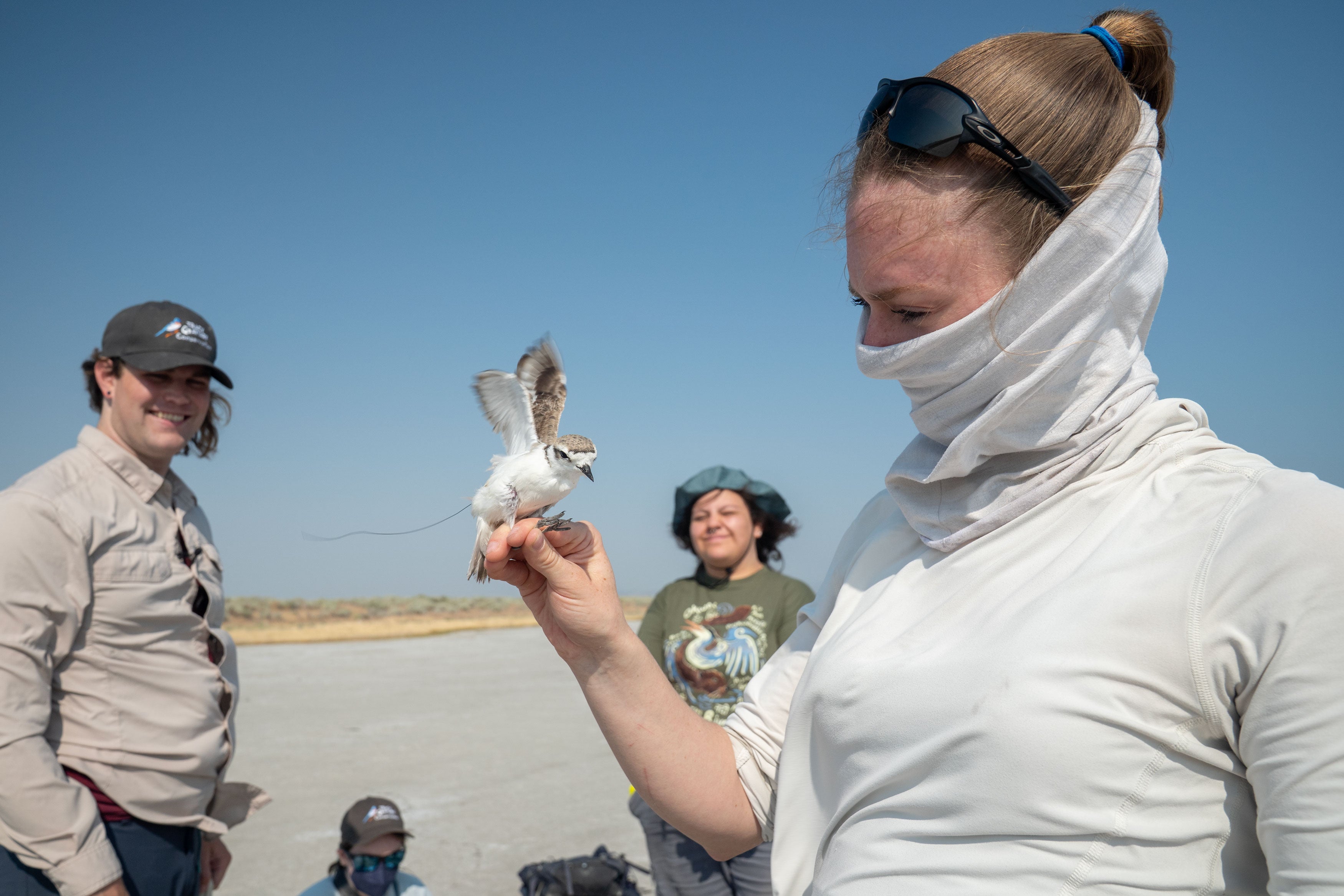 A woman holds a Snowy Plover in front of two other people on a sunny mudflat.