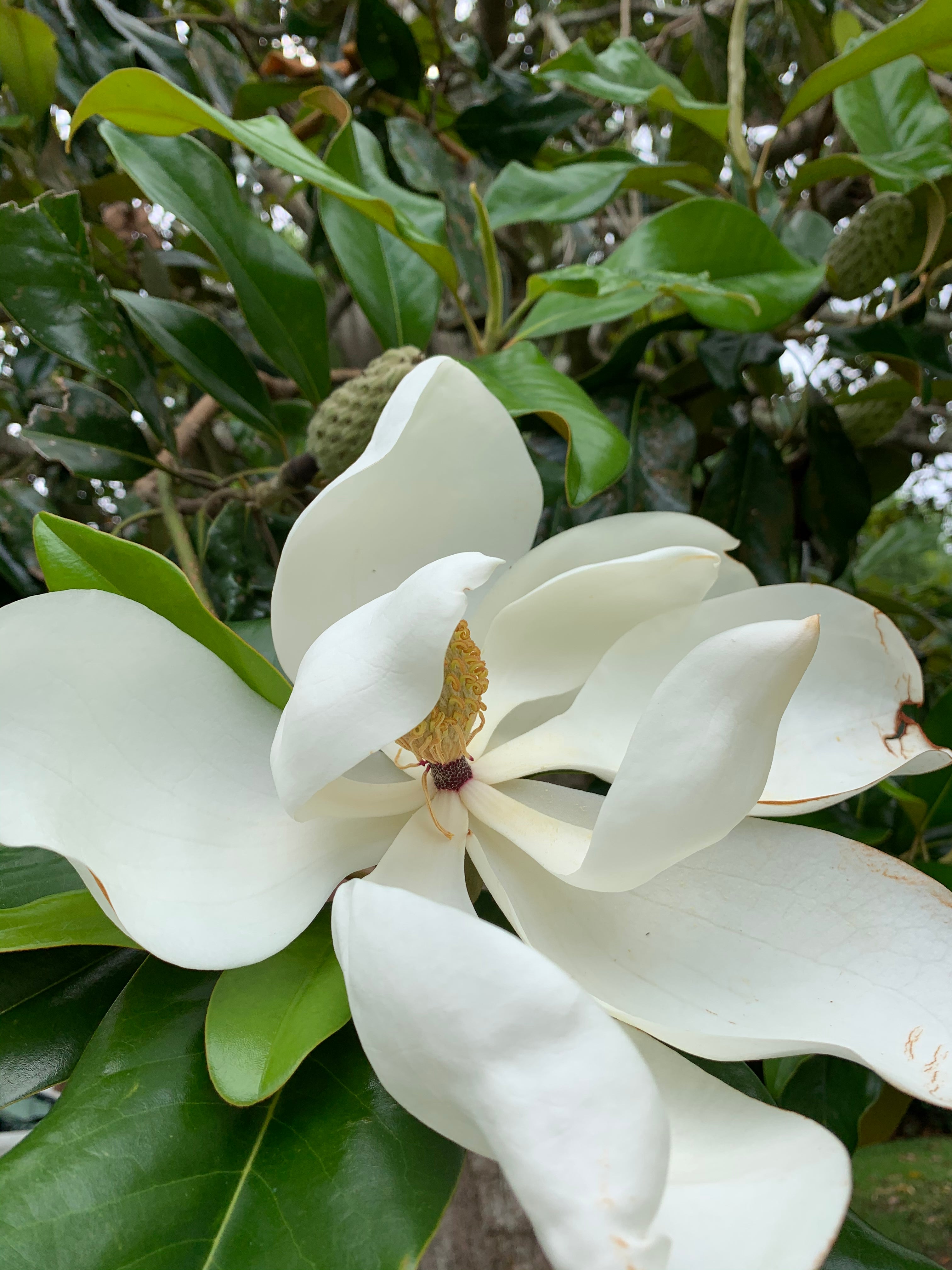 A large white flower on a dark green tree