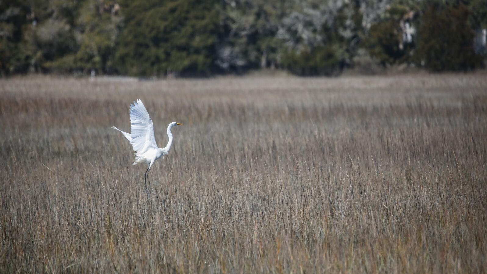 Great Egret