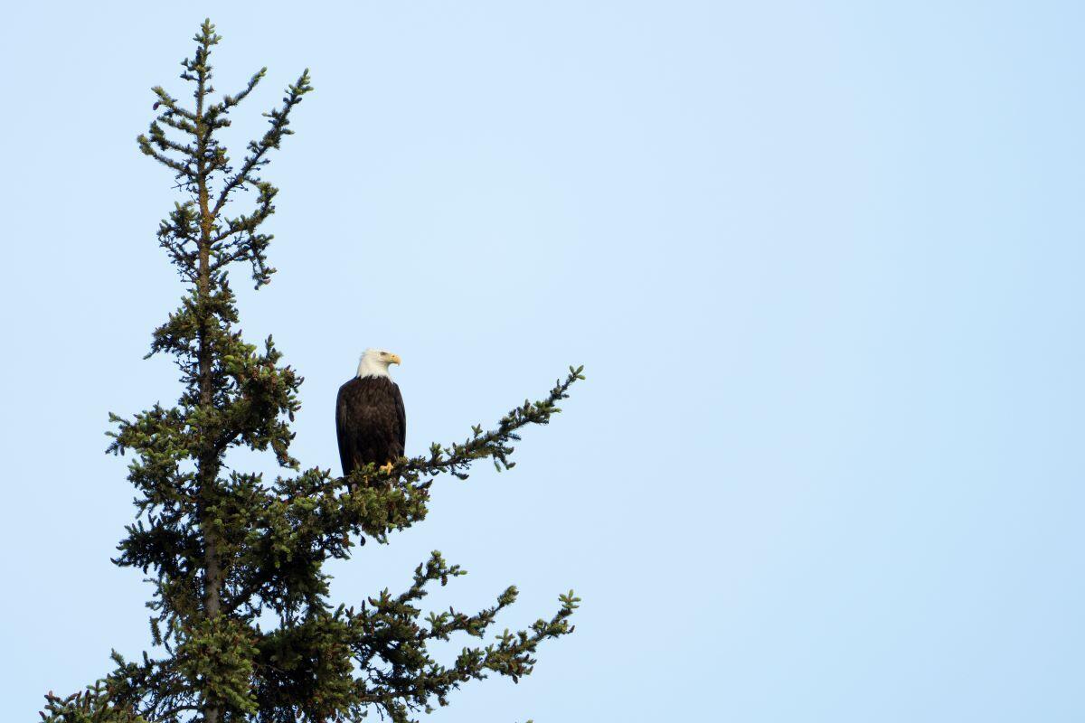 Eagle in tree