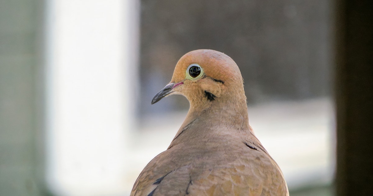 How the Seasonal Rhythms of Backyard Birds Healed My Job Search Burnout