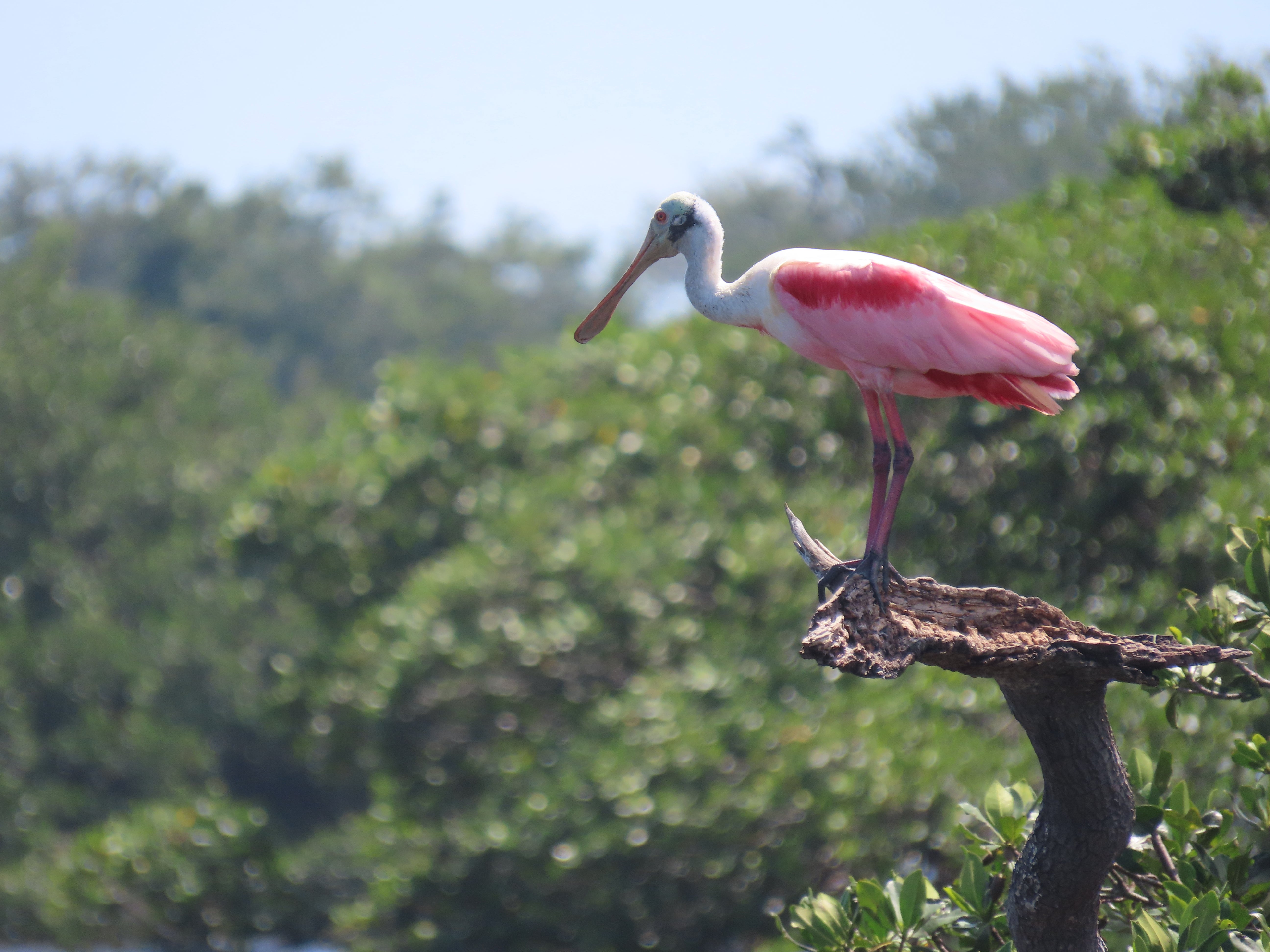 roseate spoonbill standing on a branch