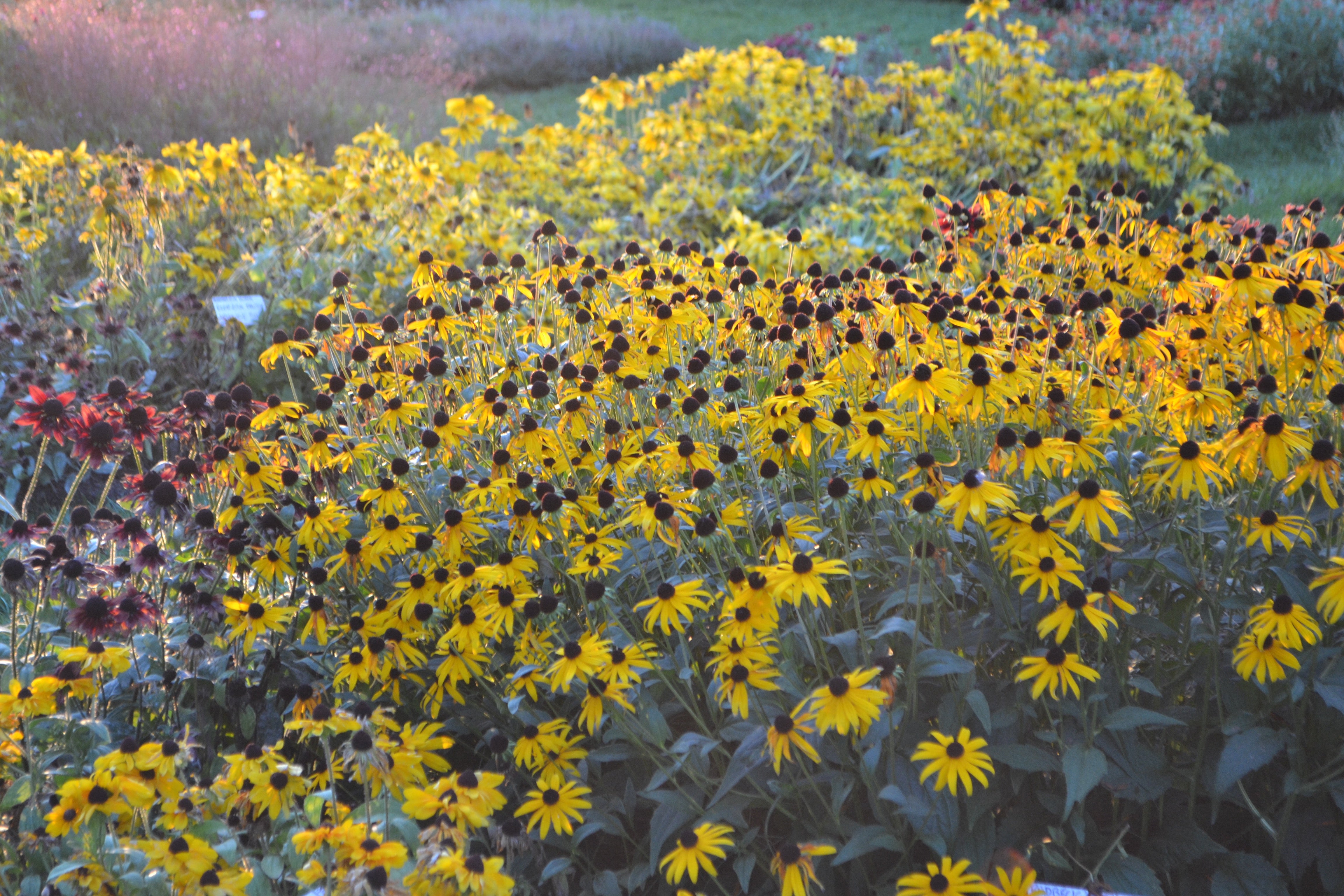 A field of bright yellow flowers flowing in the setting sun