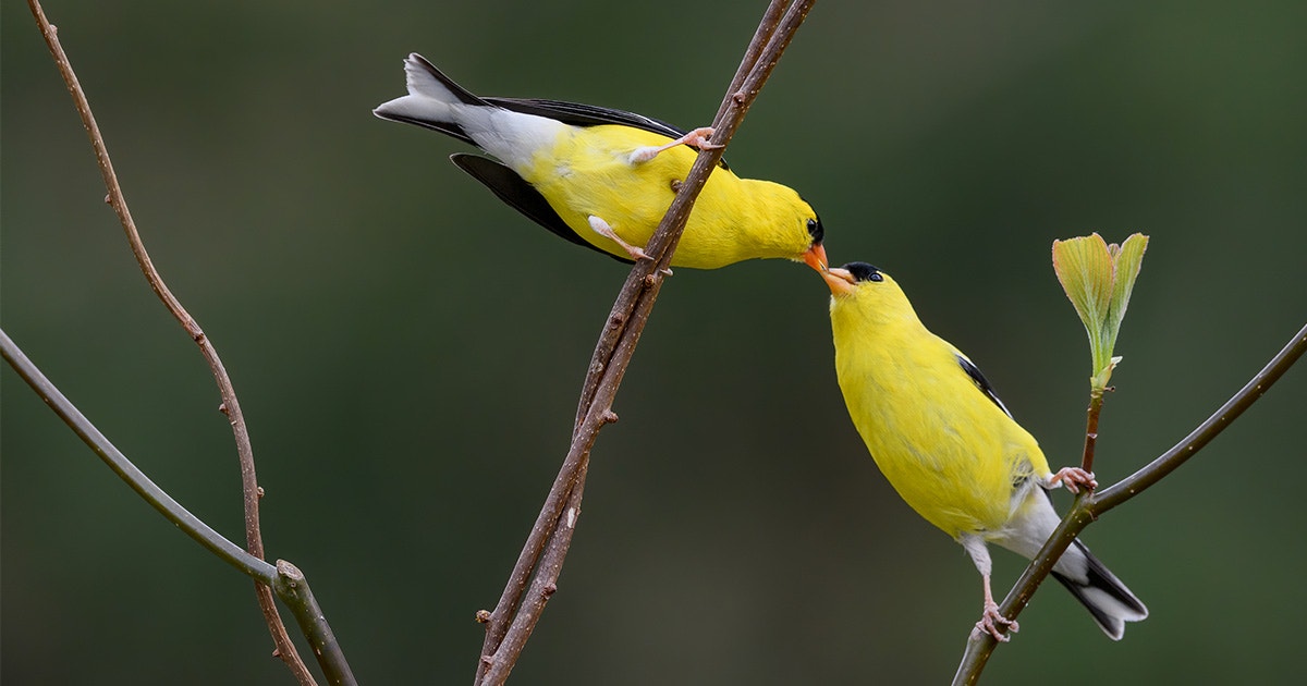 10 Fun Facts About the American Goldfinch 10 Fun Facts About the American Goldfinch
