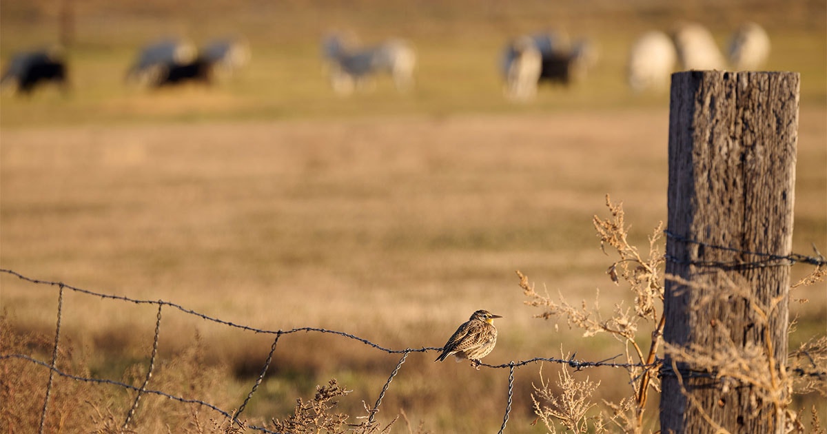 Audubon Applauds House Farm Bill Support for Voluntary Conservation Programs Audubon Applauds House Farm Bill Support for Voluntary Conservation Programs