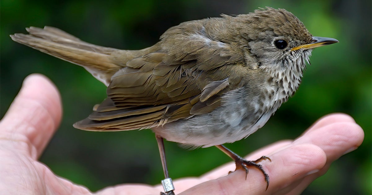 Got to Why Are These Rare Female Thrushes Disappearing? article