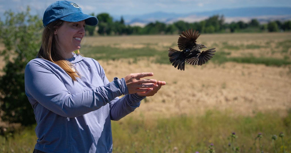 Tiny Tags, One Million Tricolored Blackbird Detections, and New Clues for Conservation