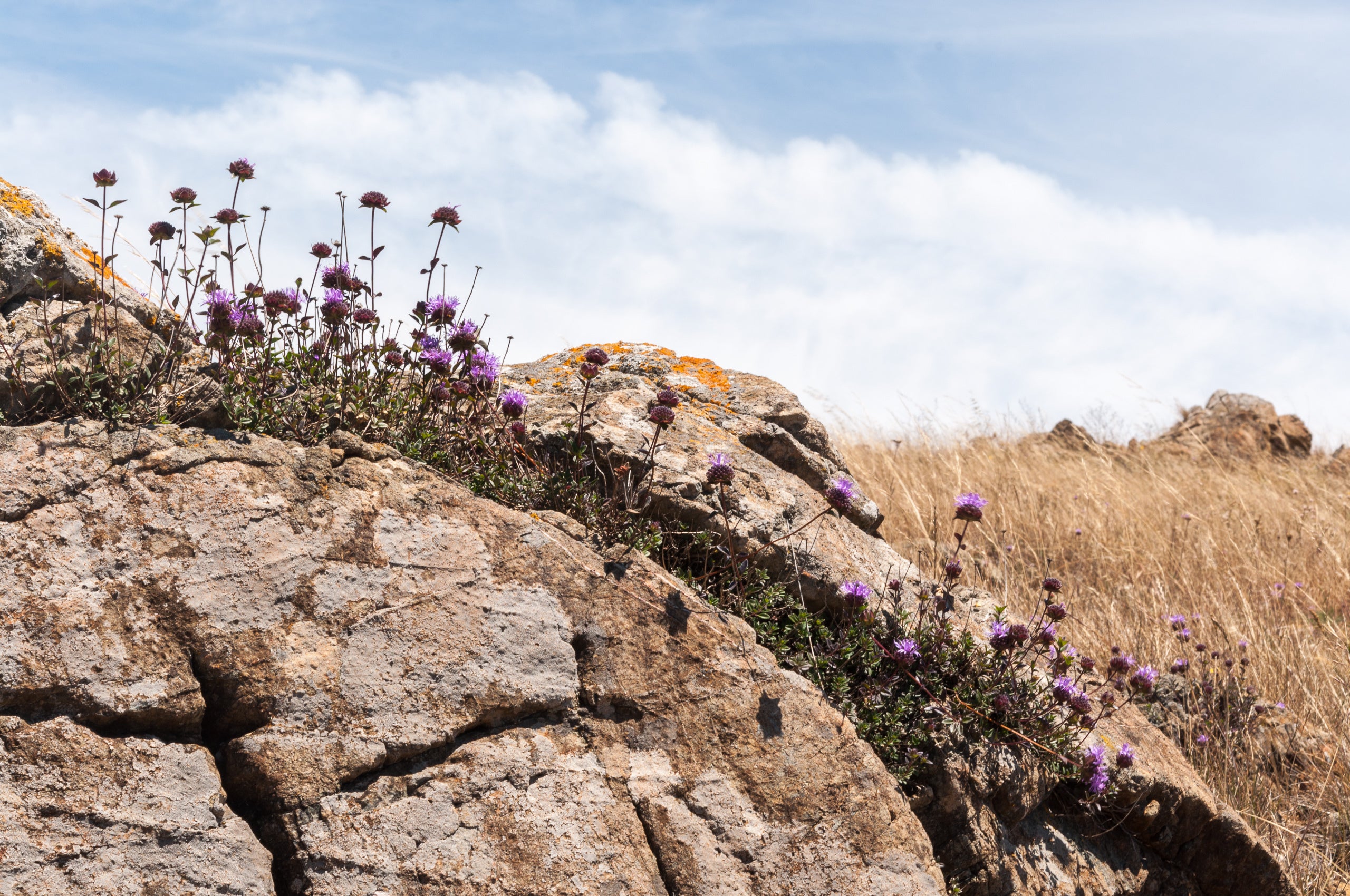 A serpentine outcrop sprouting Serpentine Monardella on Ring Mountain.