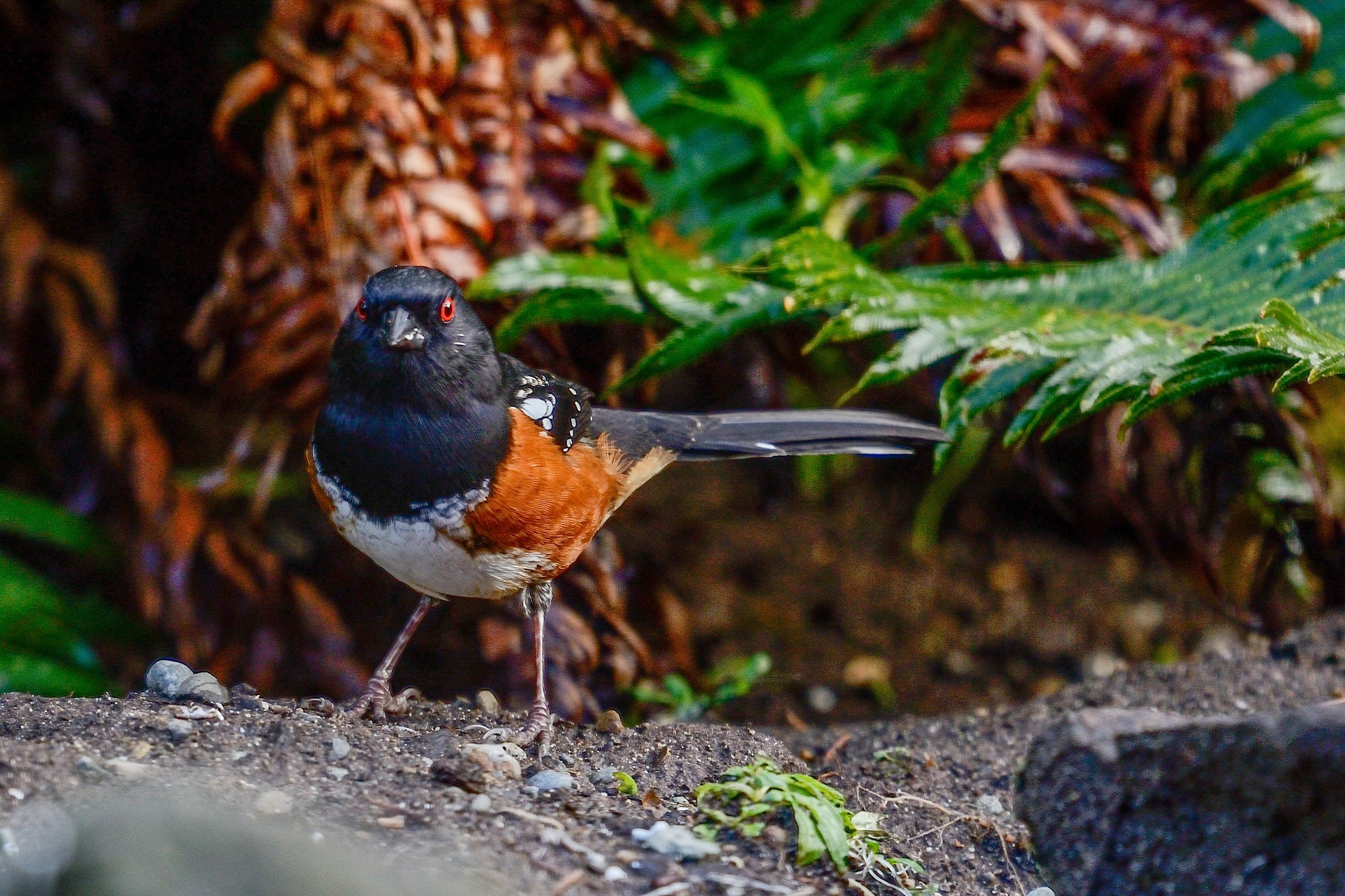 Spotted Towhee