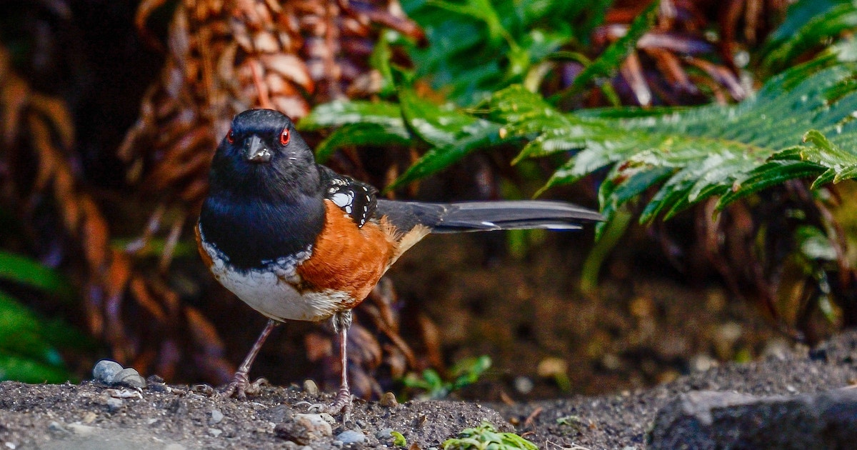 Towhee Terrace Takes FLIGHT at Debs