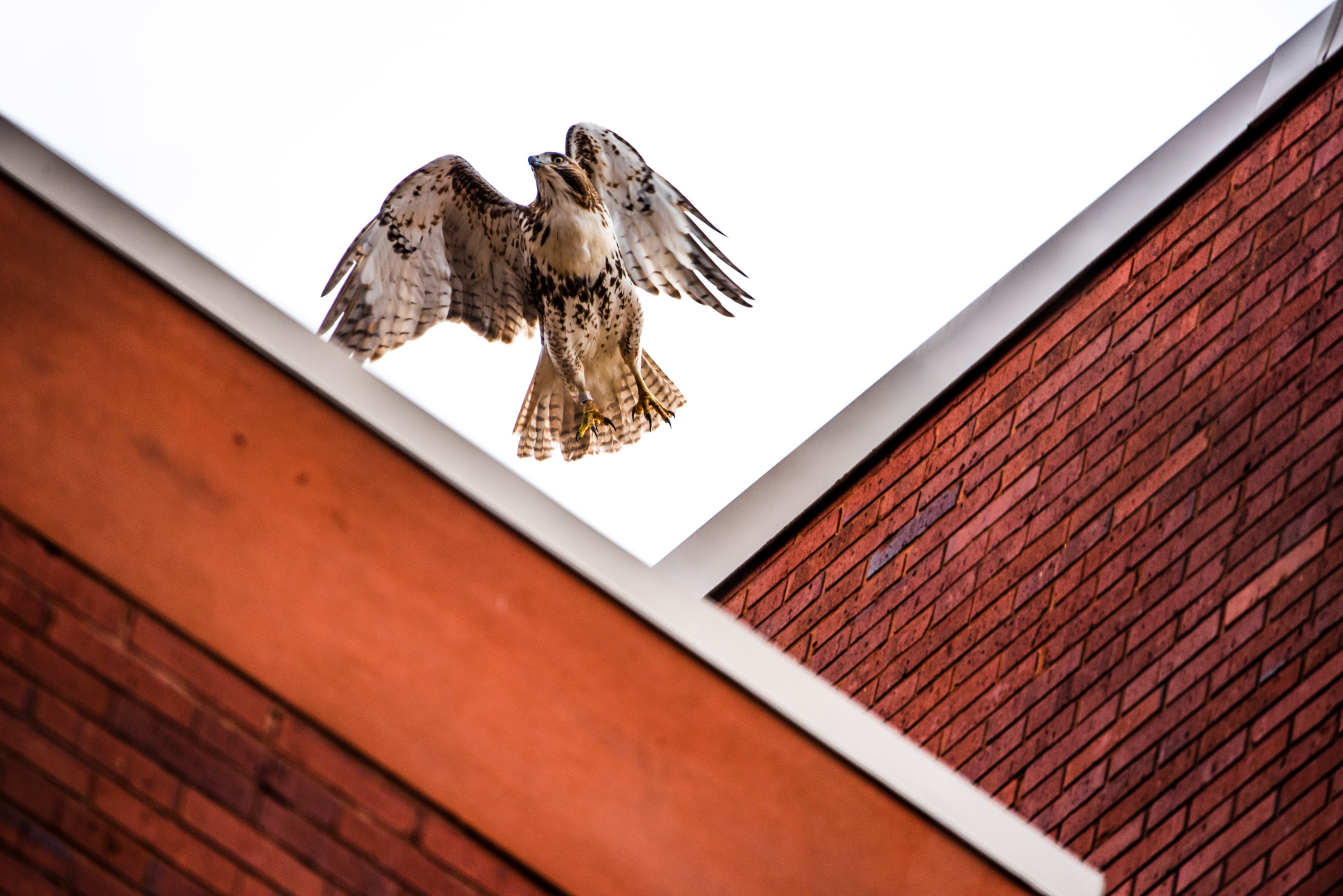A Red-tailed Hawk flies over brick walled buildings.