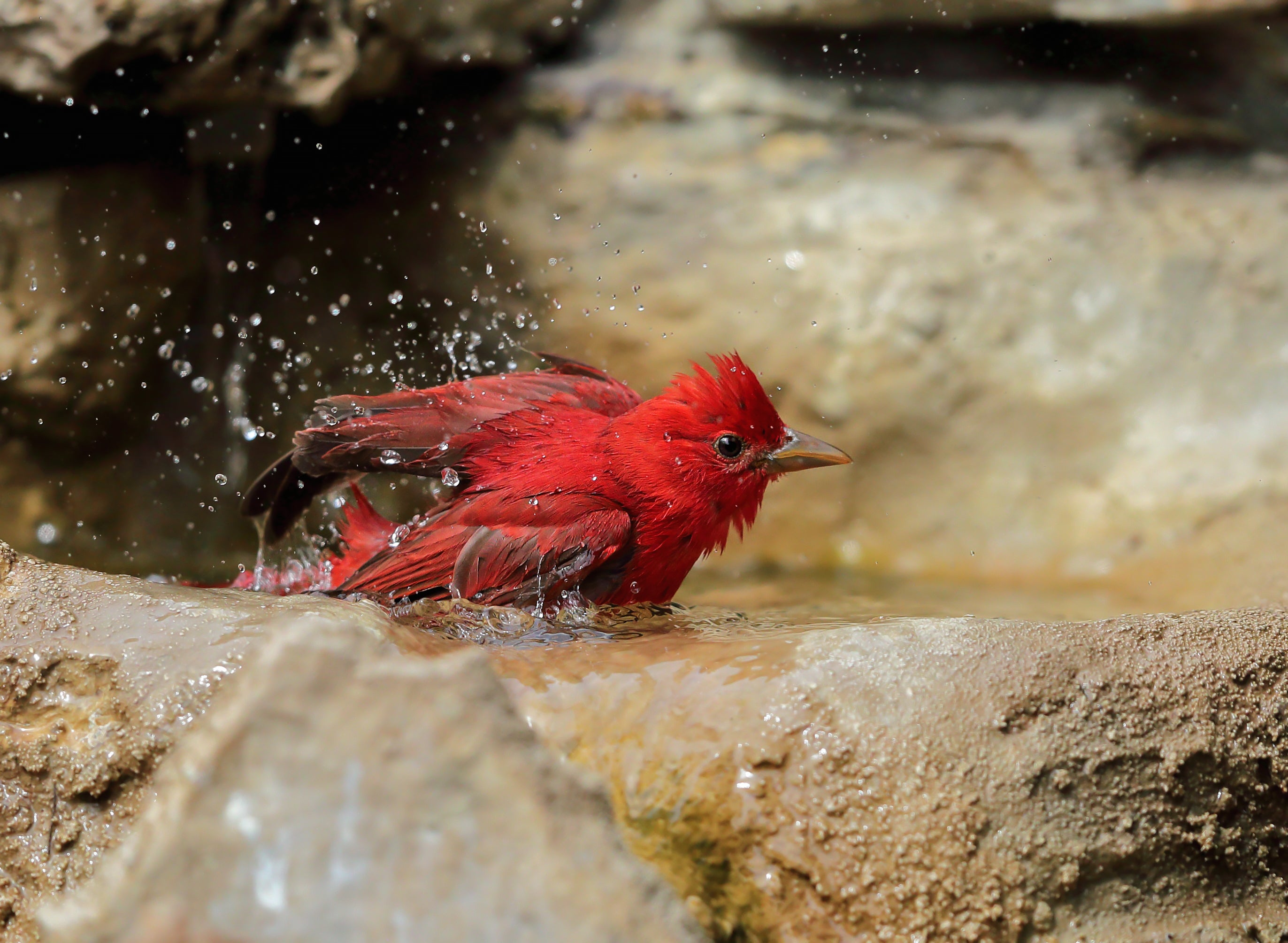 A Summer Tanager bathes in shallow water.