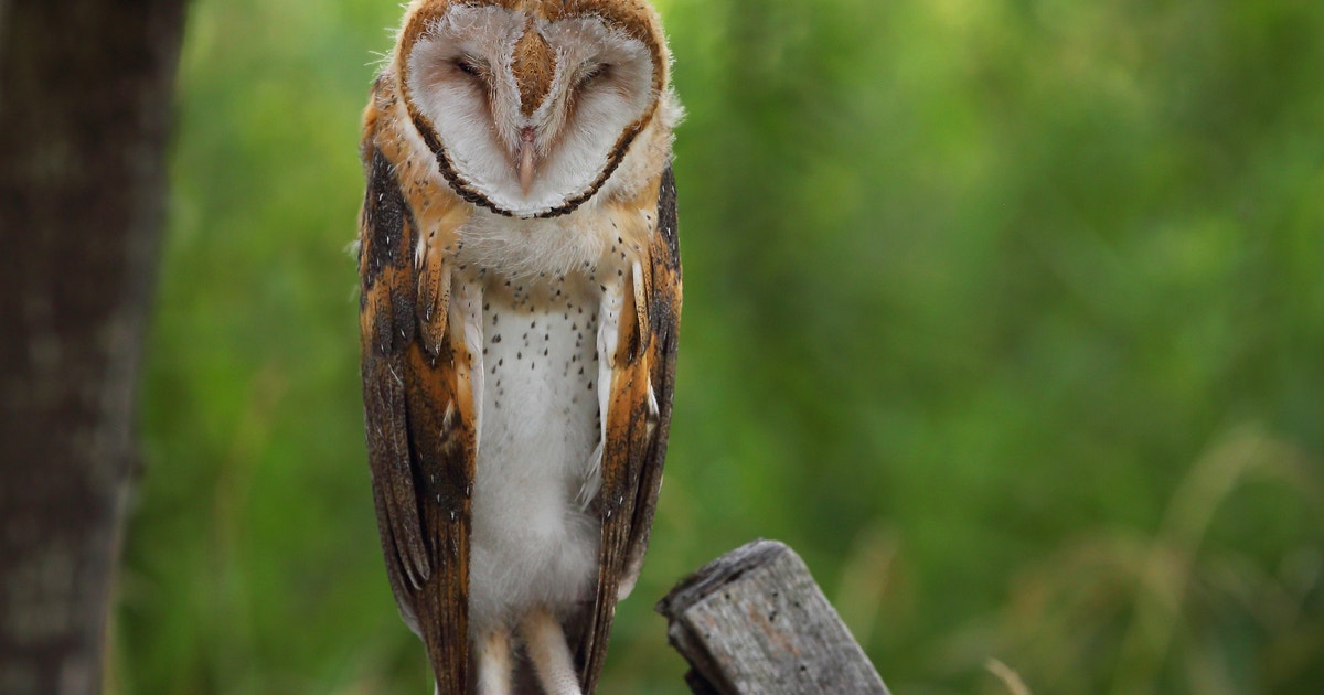 2026 Advocacy Day Schedule | Audubon 2026 Advocacy Day Schedule | Audubon