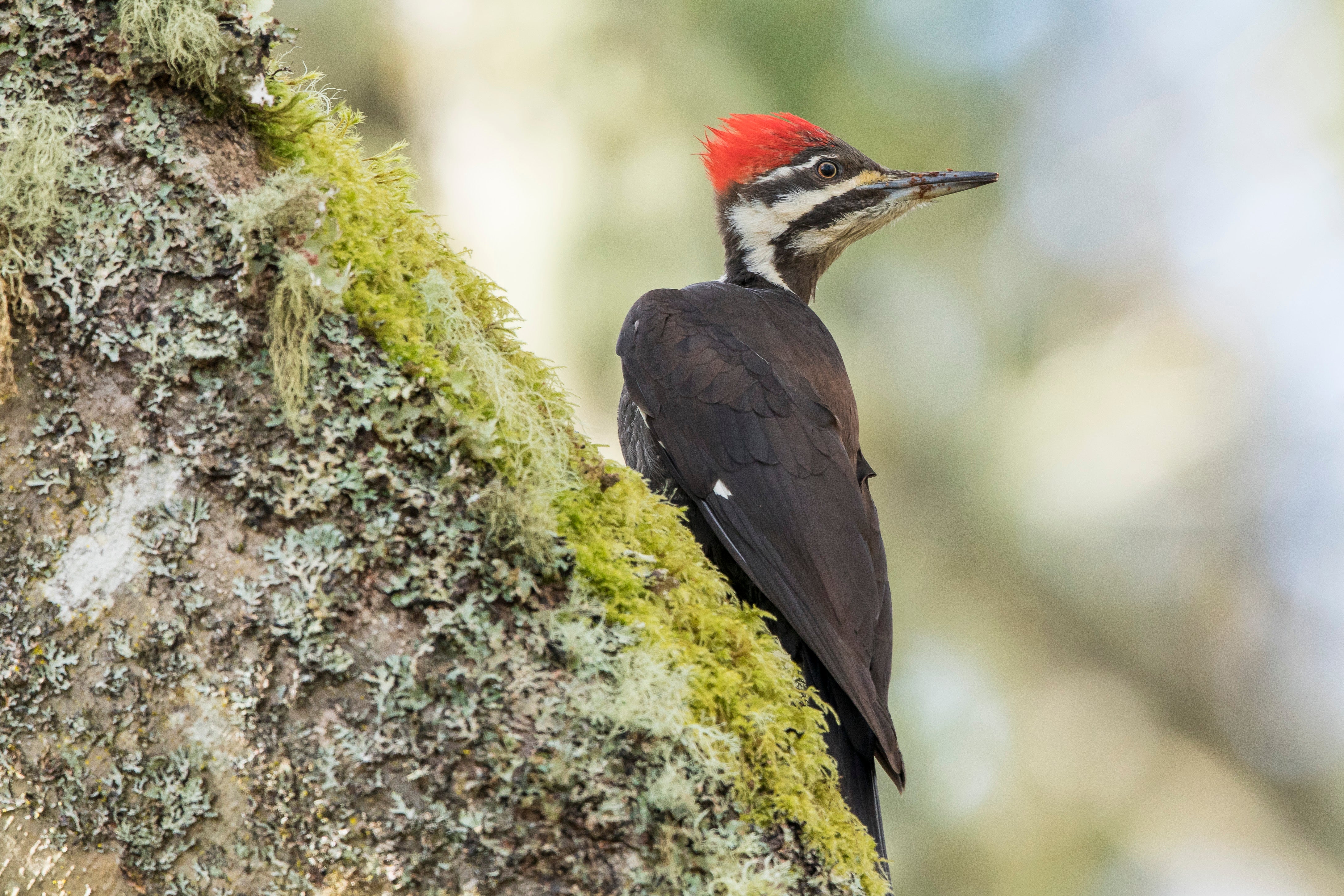A Pileated Woodpecker clinging to a moss-covered tree trunk in a forest habitat.