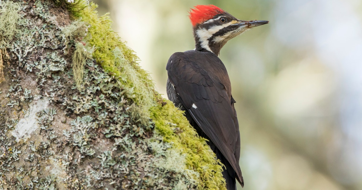 The Good Neighbor Authority—The Most Important Forest Management Tool You’ve Probably Never Heard of