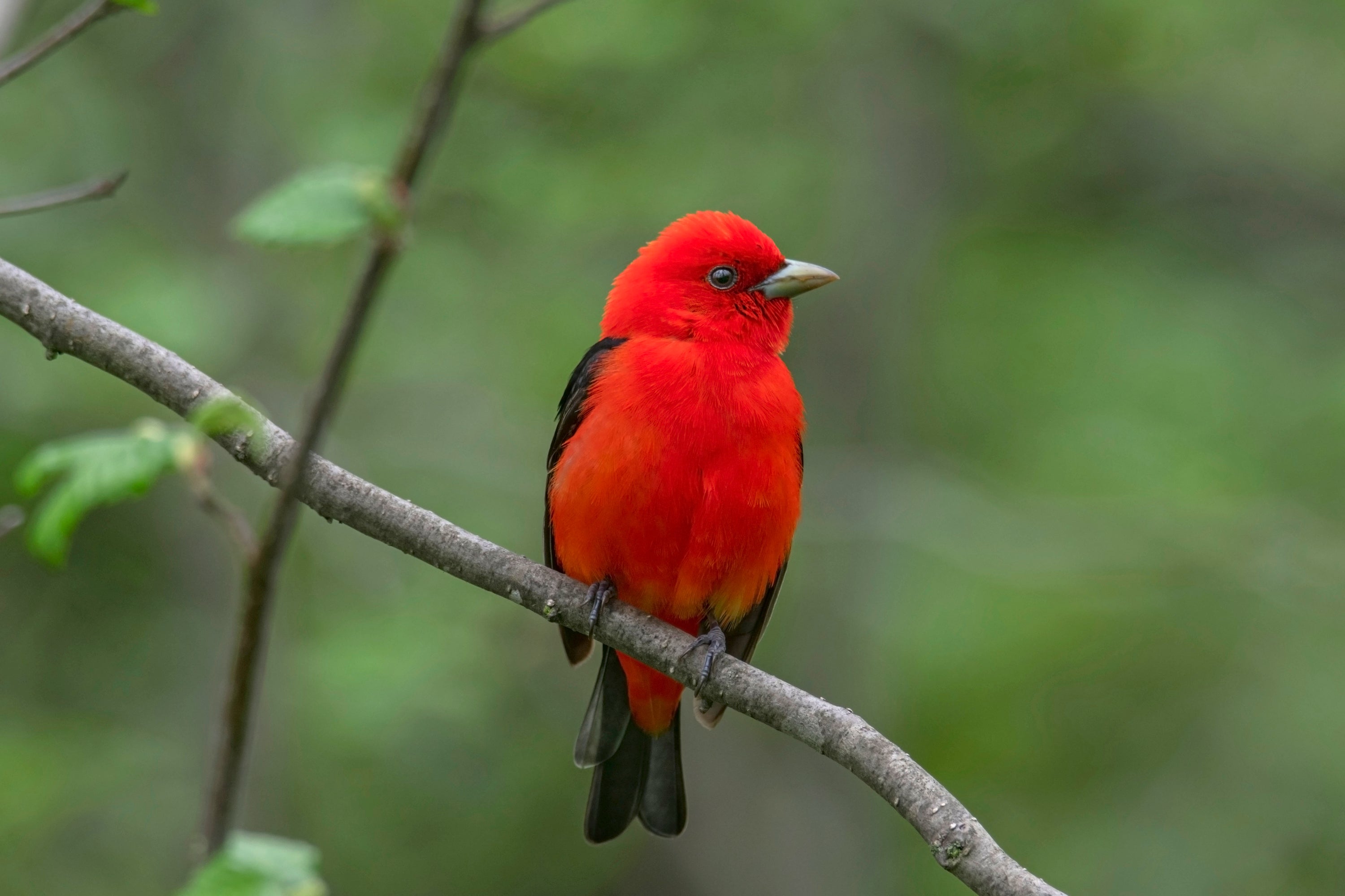 Scarlet Tanager on branch.