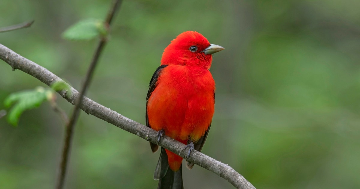 Sweet on Habitat: First Wisconsin Maple Producer Recognized Through Audubon’s Bird-Friendly Maple Program