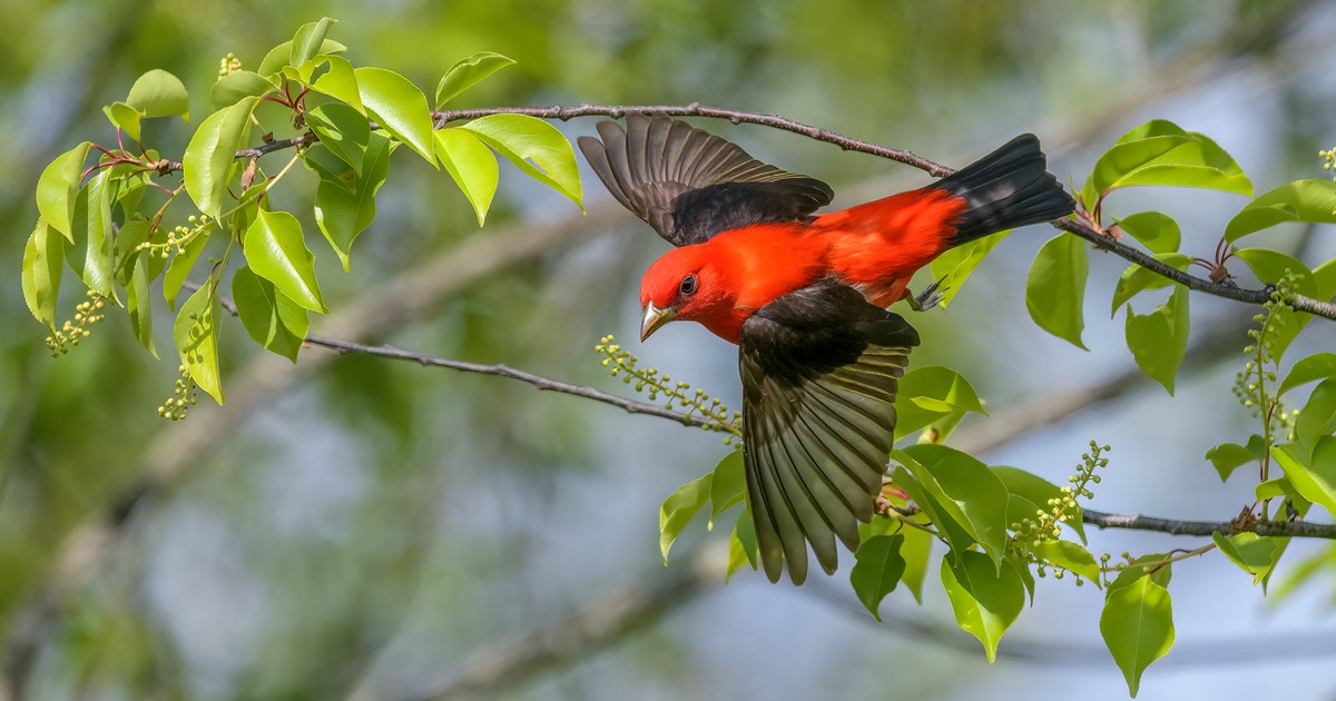 From Best Dressed to Class Clown, These 15 Birds Own Their Spring Migrant Superlatives