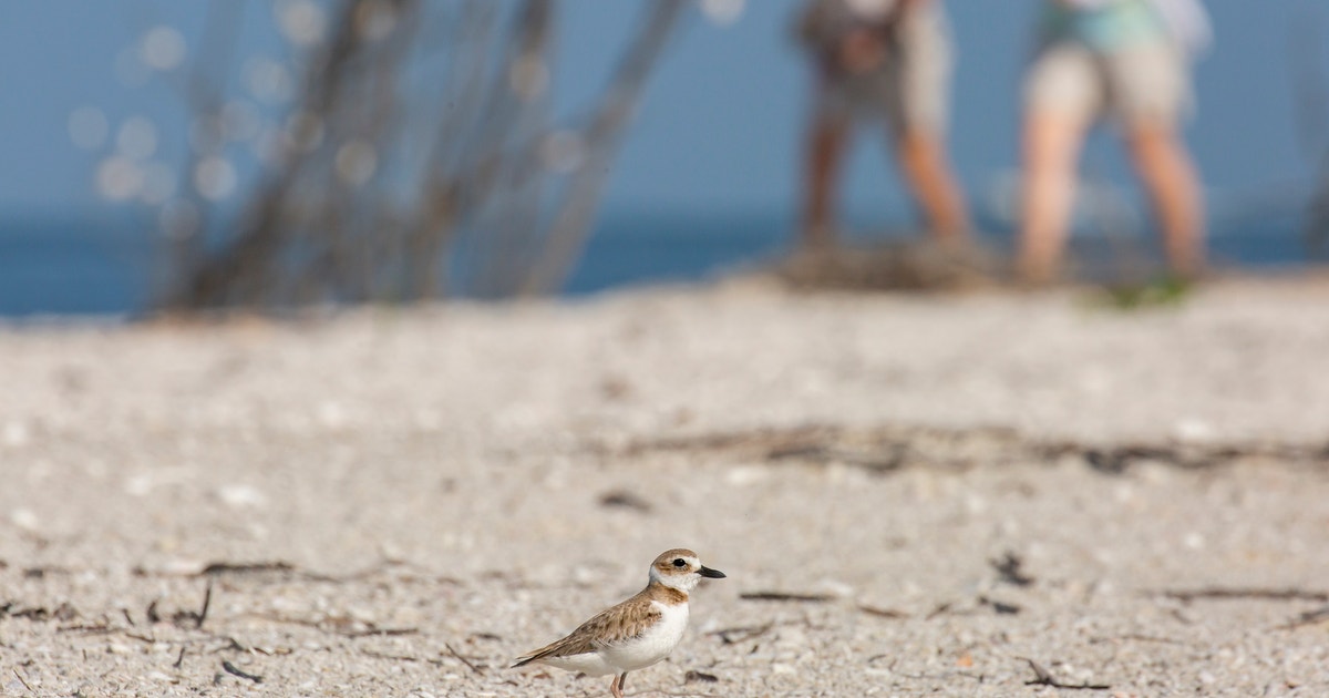 Coastal Stewardship Takes Flight as Shorebird Nesting Season Ramps Up