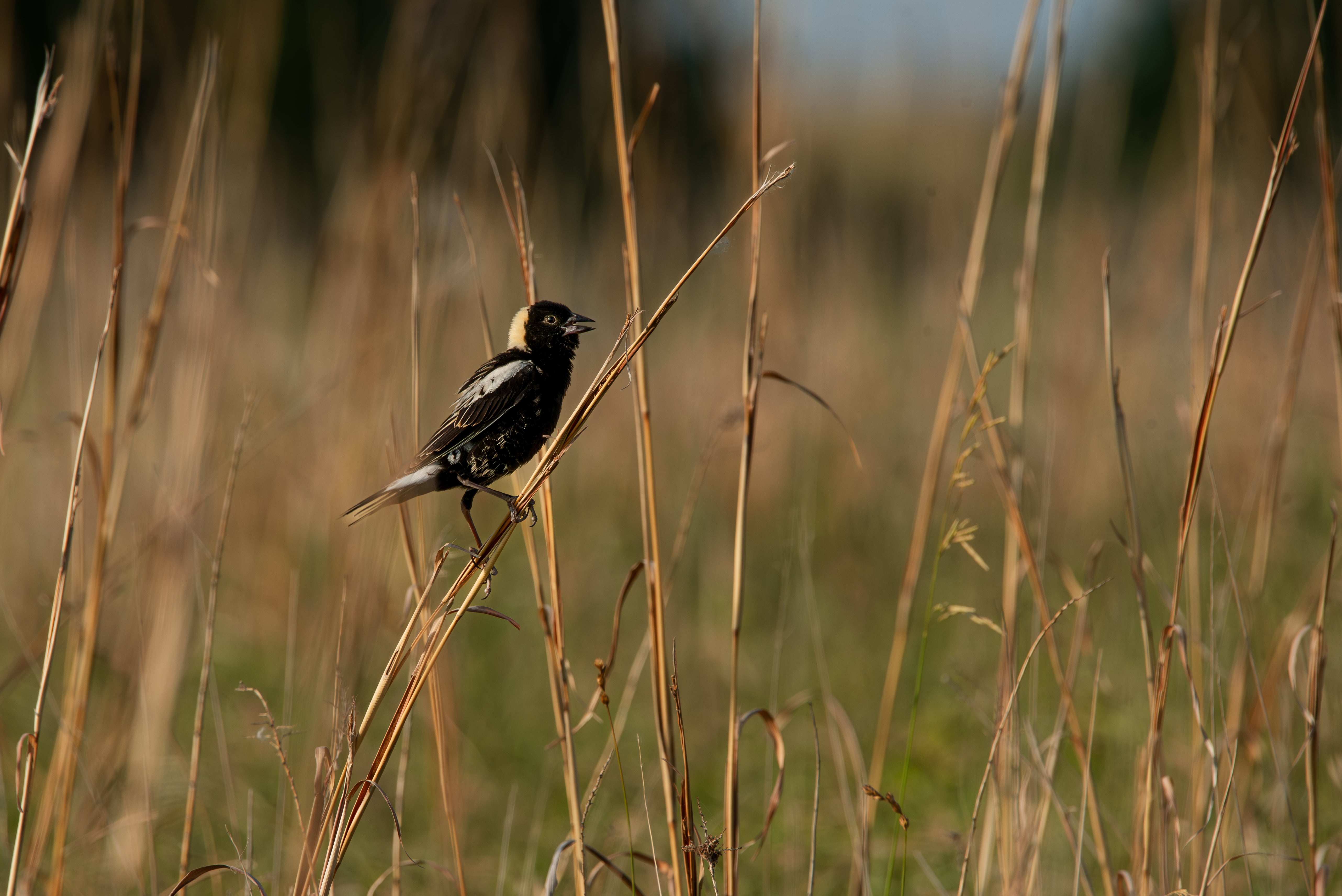 A Bobolink singing, perched in tall grass.