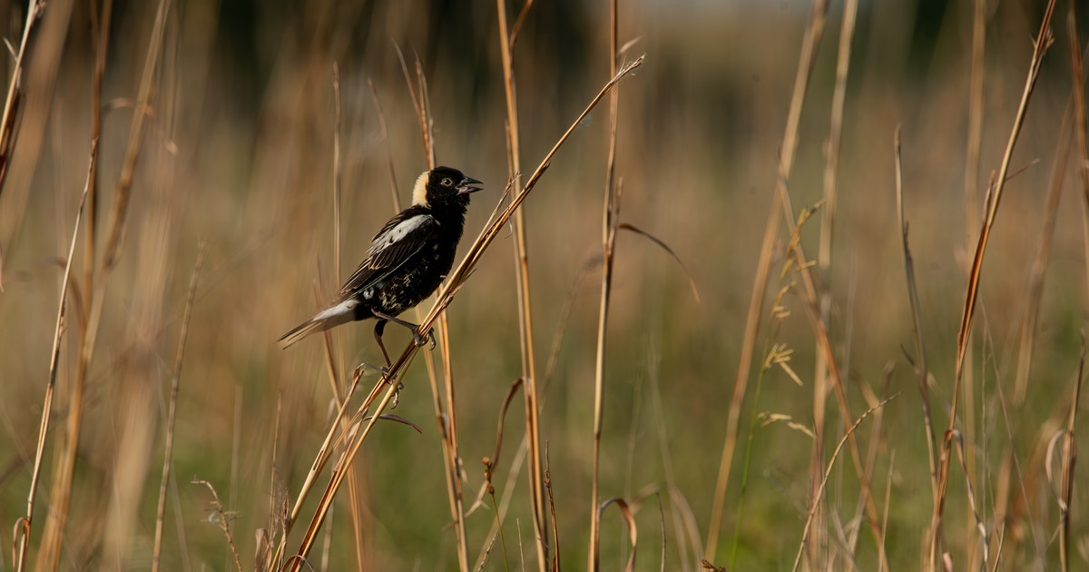 What the House Farm Bill Means for Birds, Working Lands, and Conservation What the House Farm Bill Means for Birds, Working Lands, and Conservation