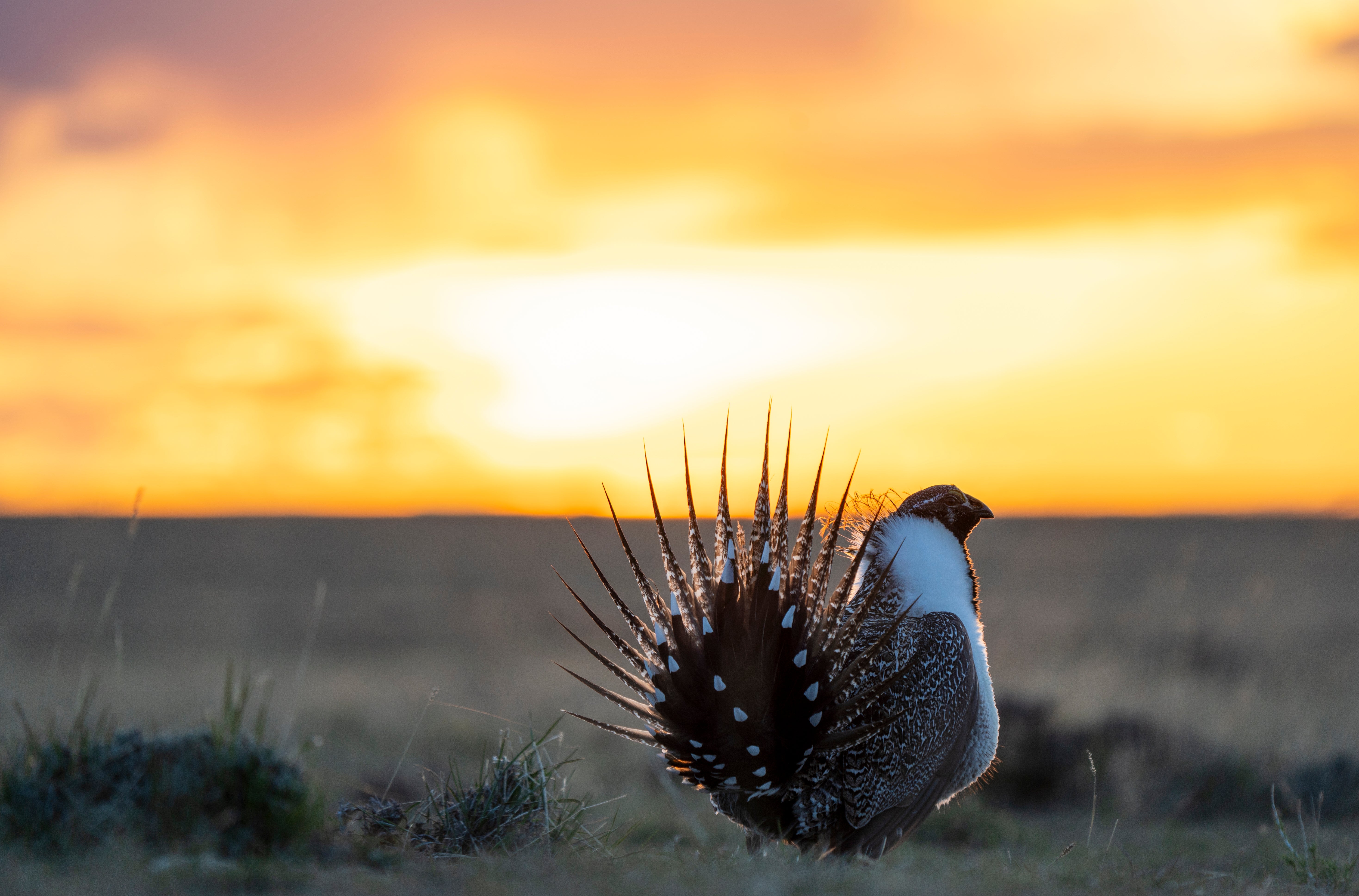 Greater Sage-Grouse displaying its tail feathers during a bright sunset in a grasslands landscape.
