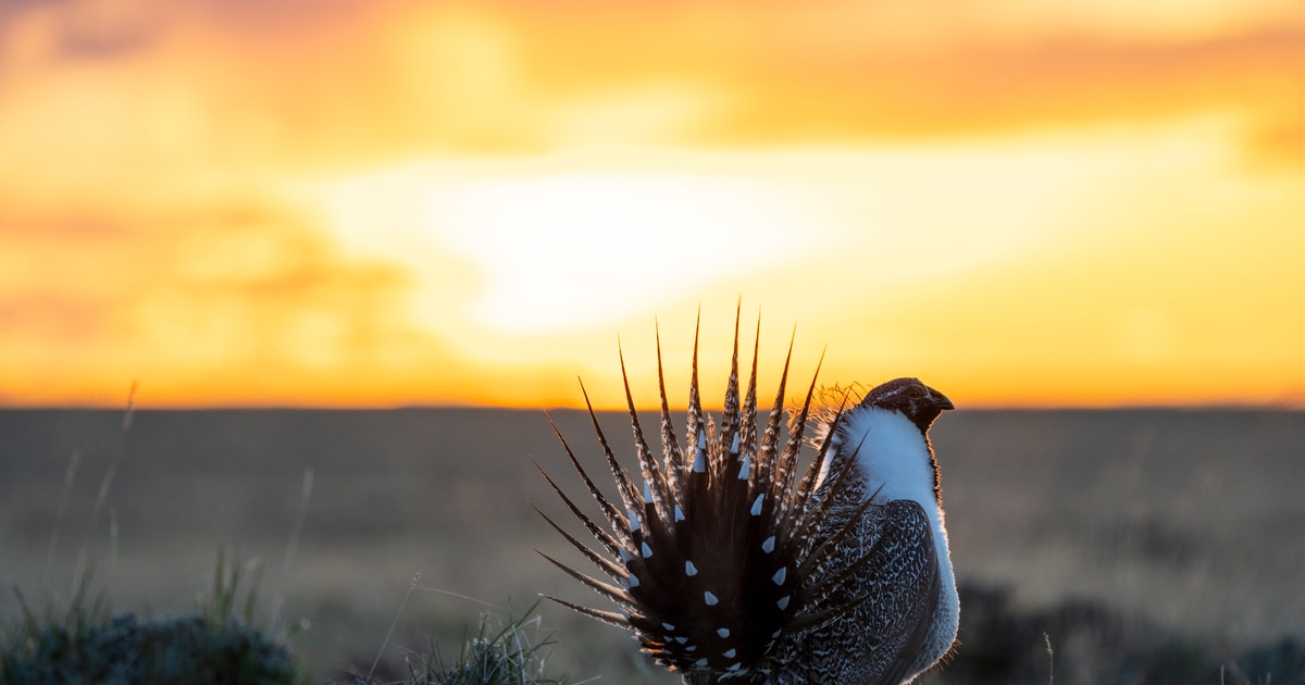 What’s next for the Greater Sage-Grouse?