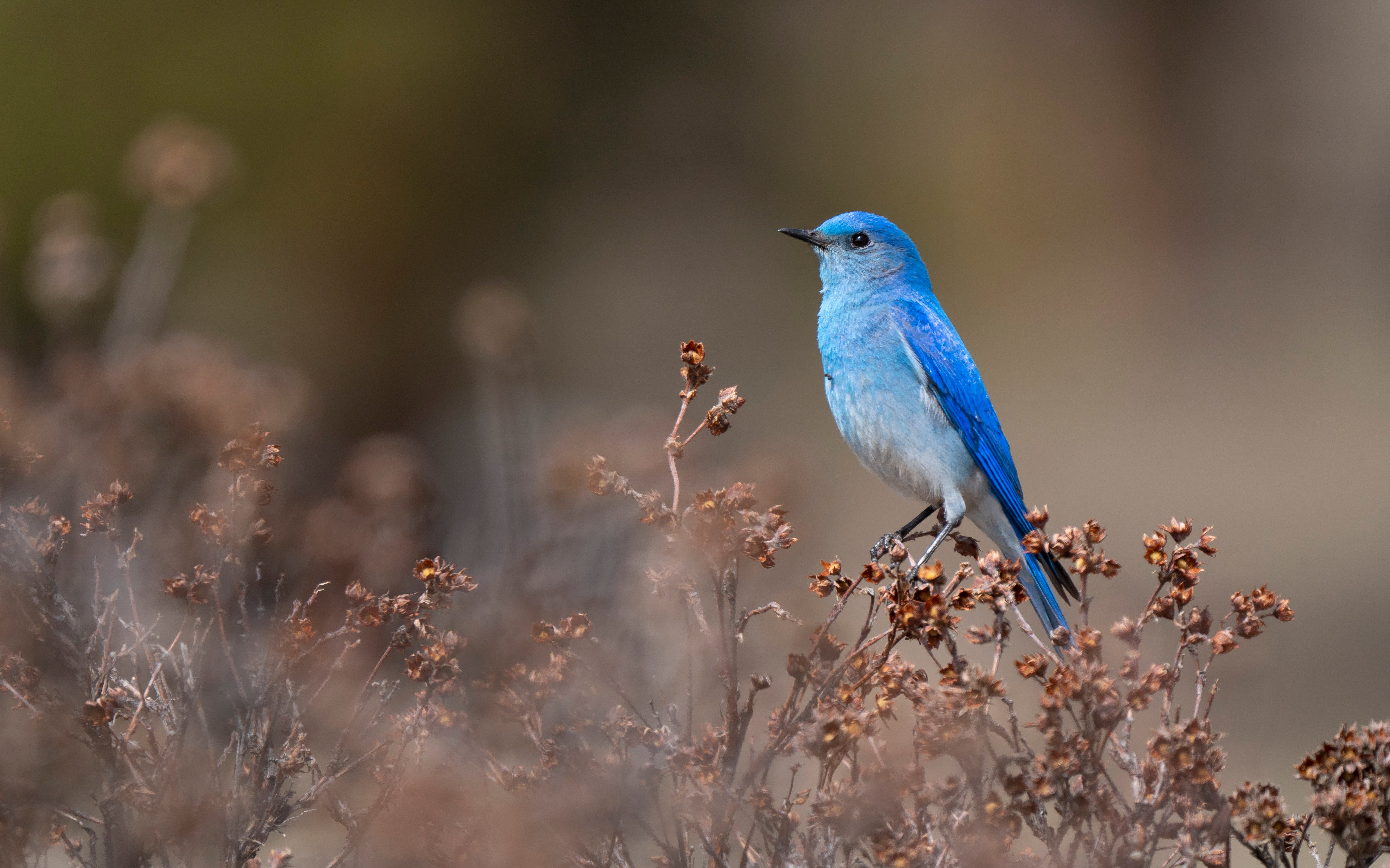 A bright blue mountain bluebird sits on the branches of a dry bush.