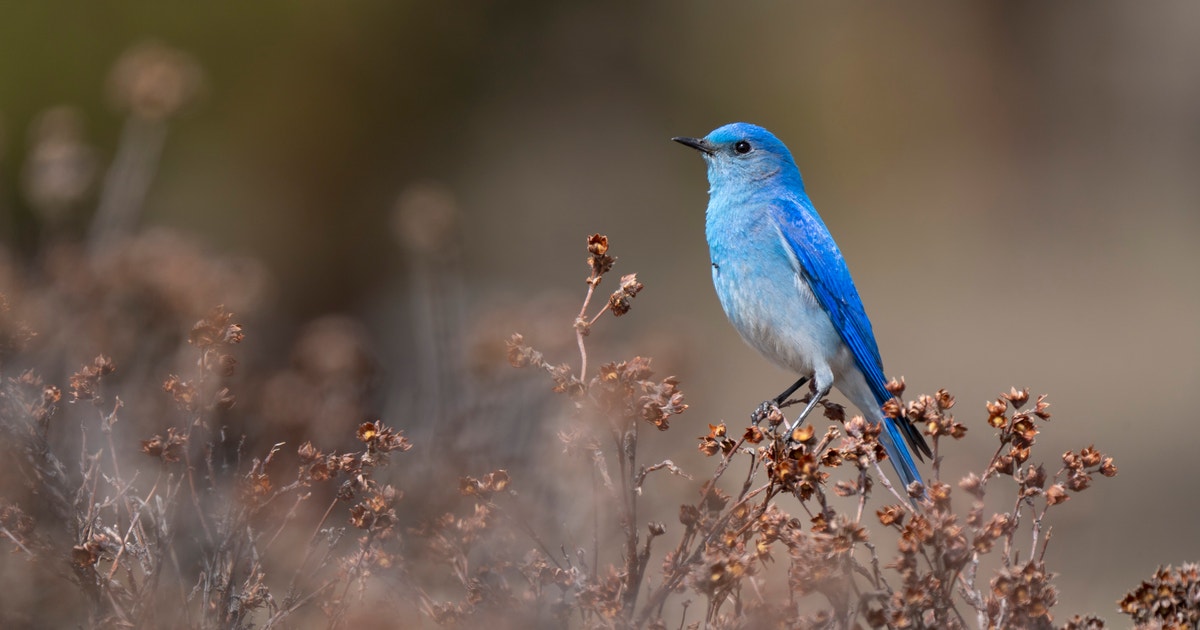 How a Once Obscure Federal Law Could Shape America’s Public Lands for Decades