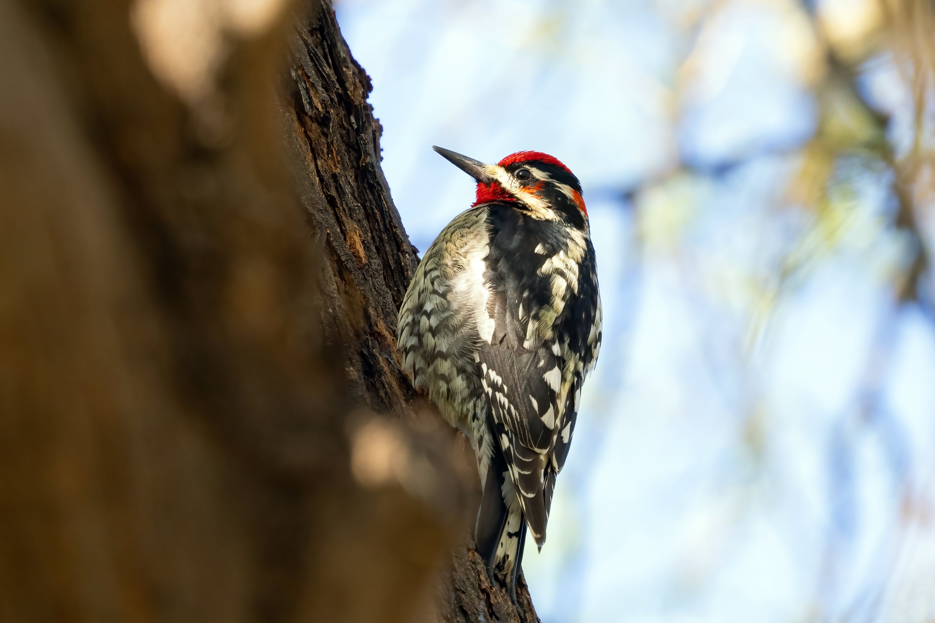 Red-naped Sapsucker