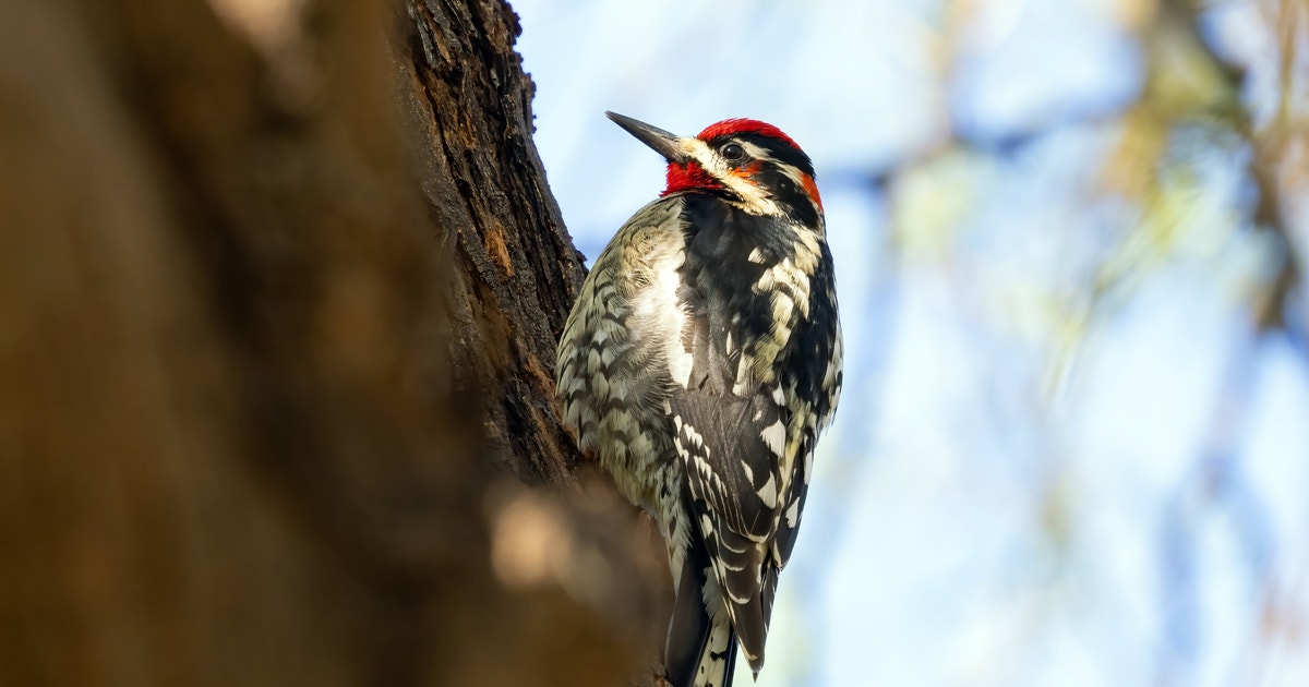 A Handsome Woodpecker Named for its Dashing Plumage