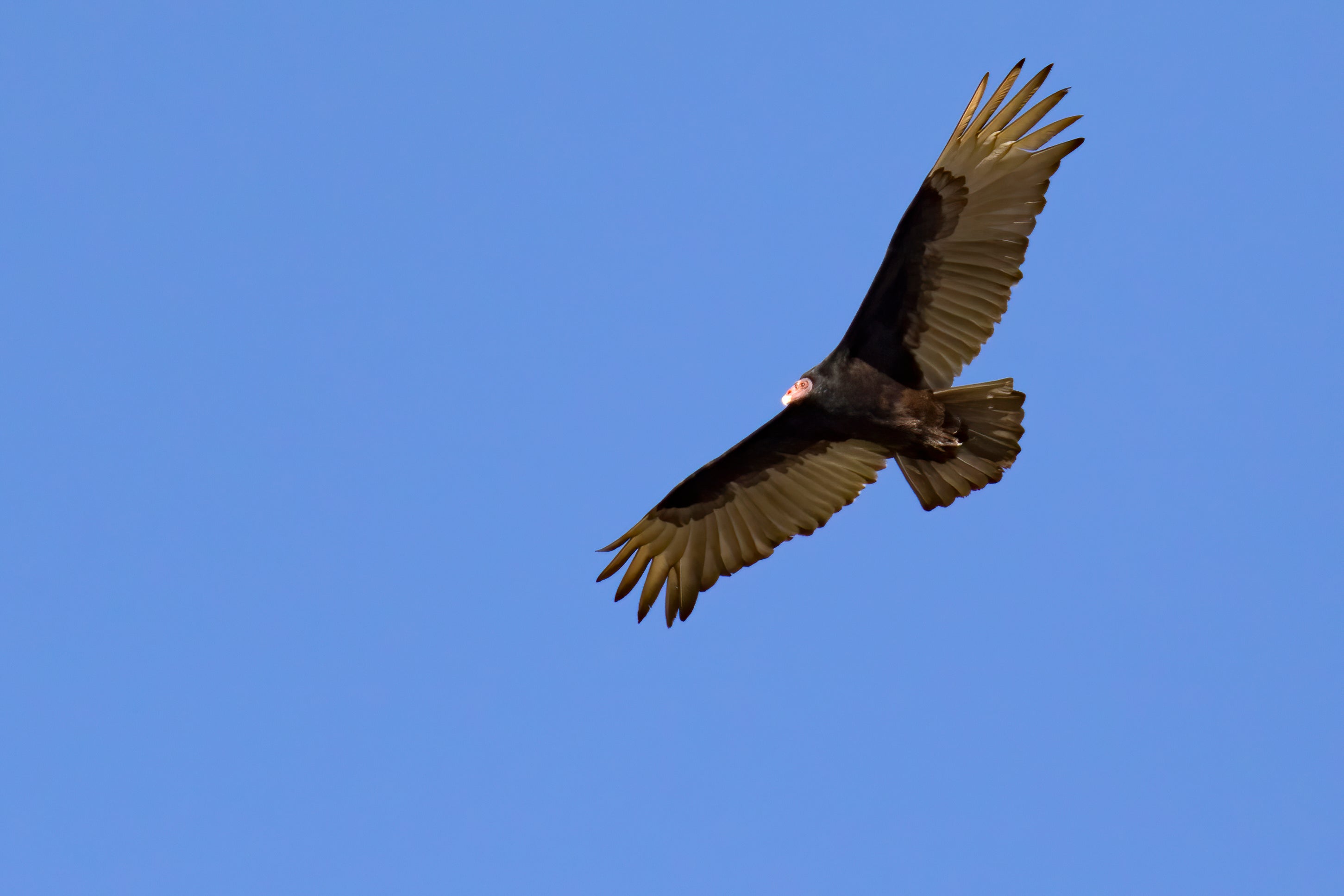 turkey vulture in flight