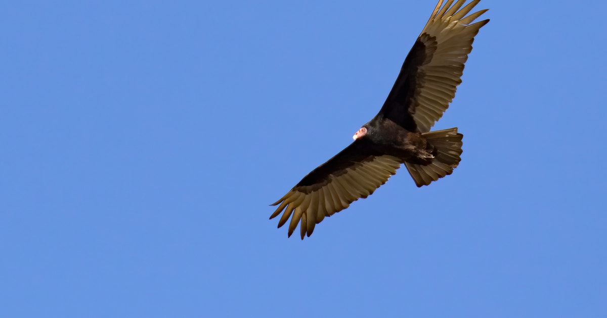 Center for Birds of Prey Launches Haiku Contest for In-Person Storywalk
