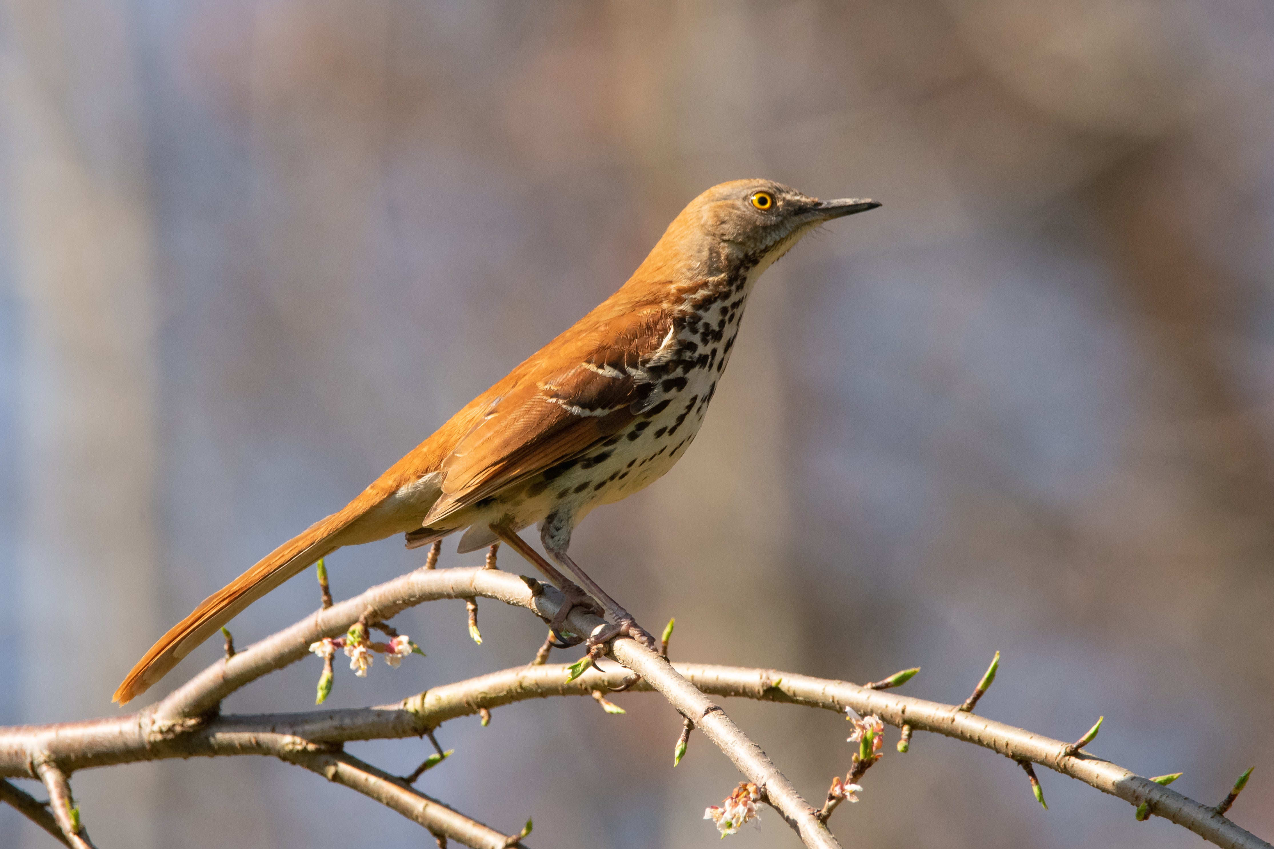 Brown Thrasher