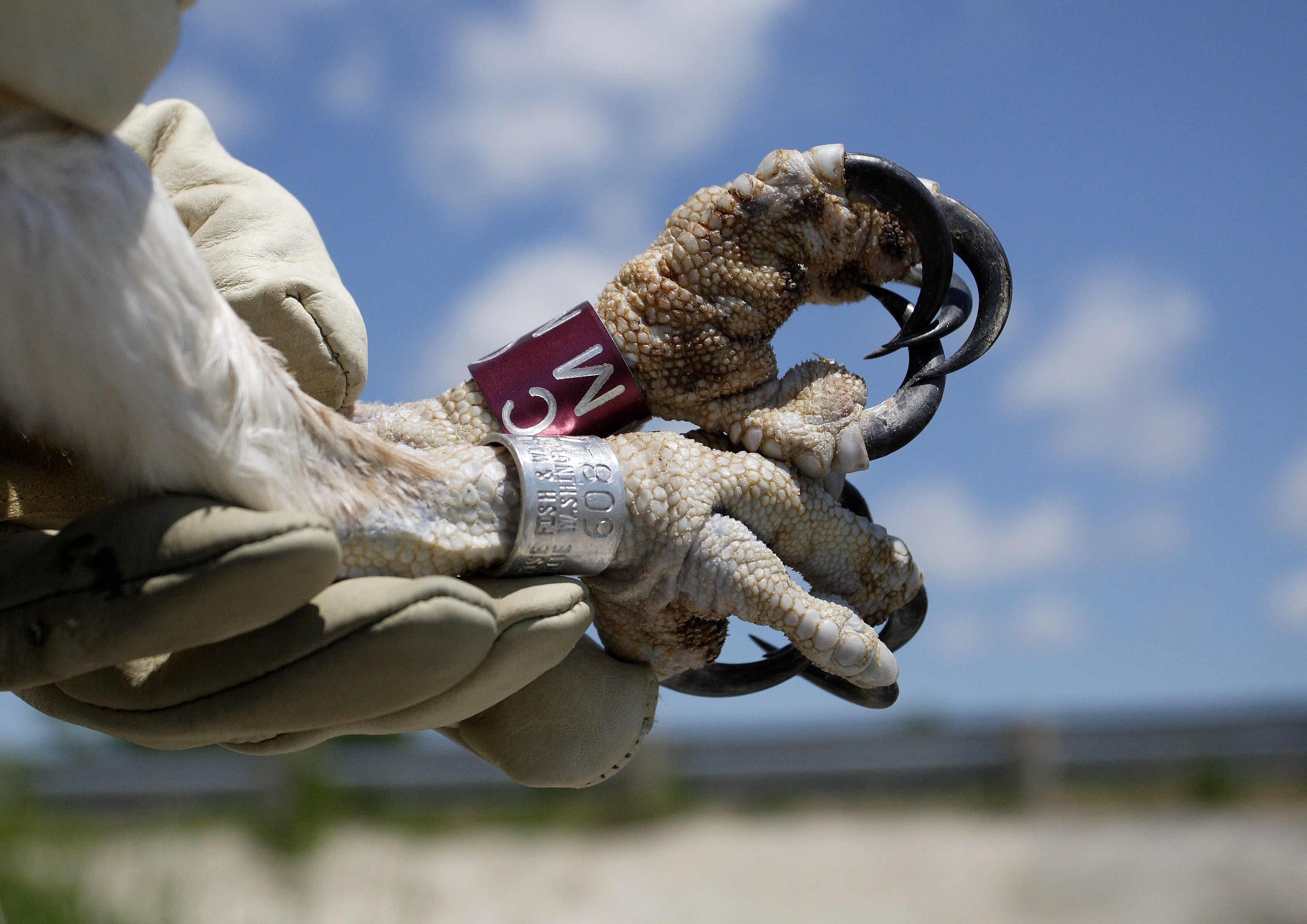 Close up of the powerful talons of a banded Osprey.