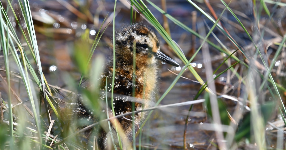 Wanted: Shorebird Chicks (Alive) | Audubon Wanted: Shorebird Chicks (Alive) | Audubon
