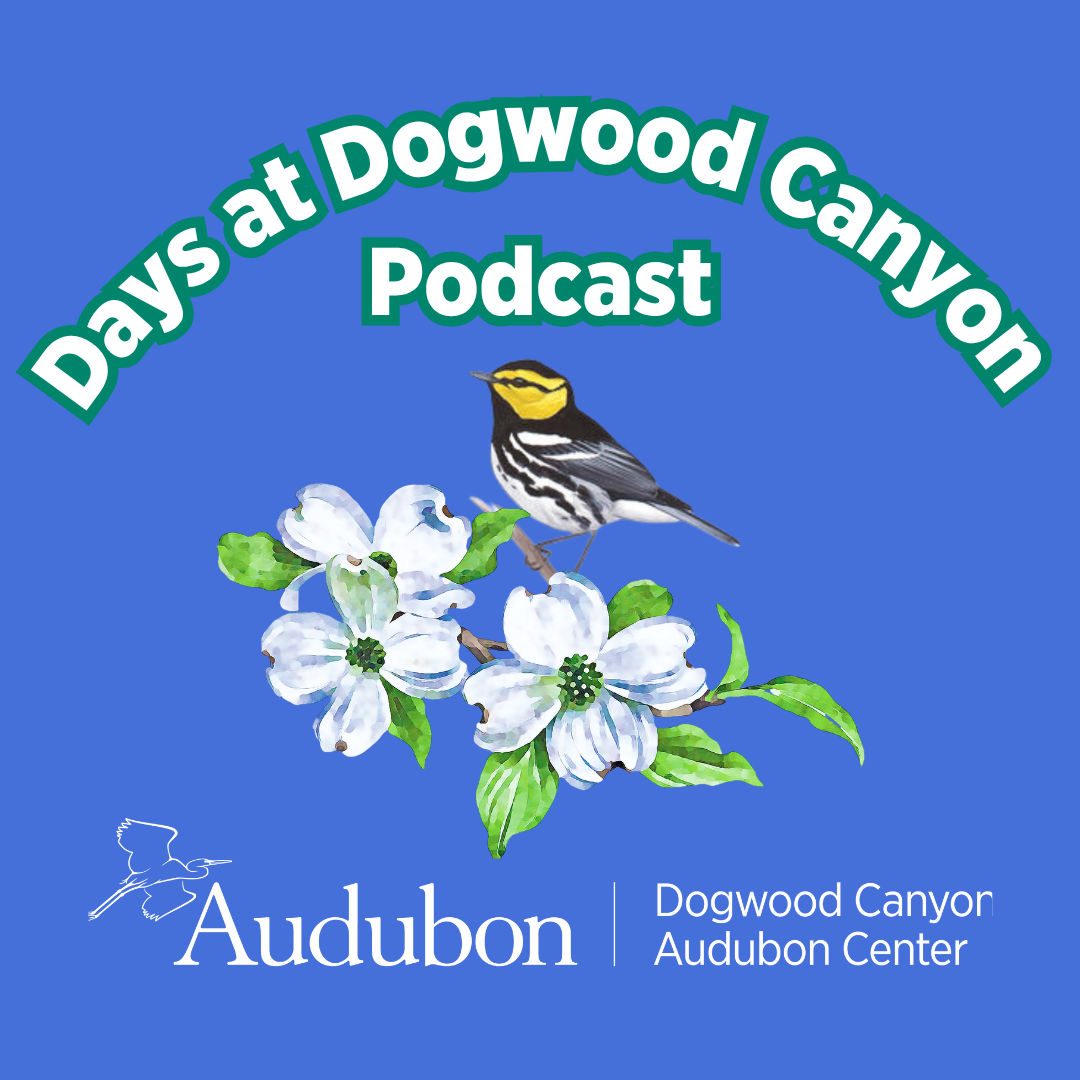 Logo for podcast-graphics of flowering dogwoods, bird, and logo.