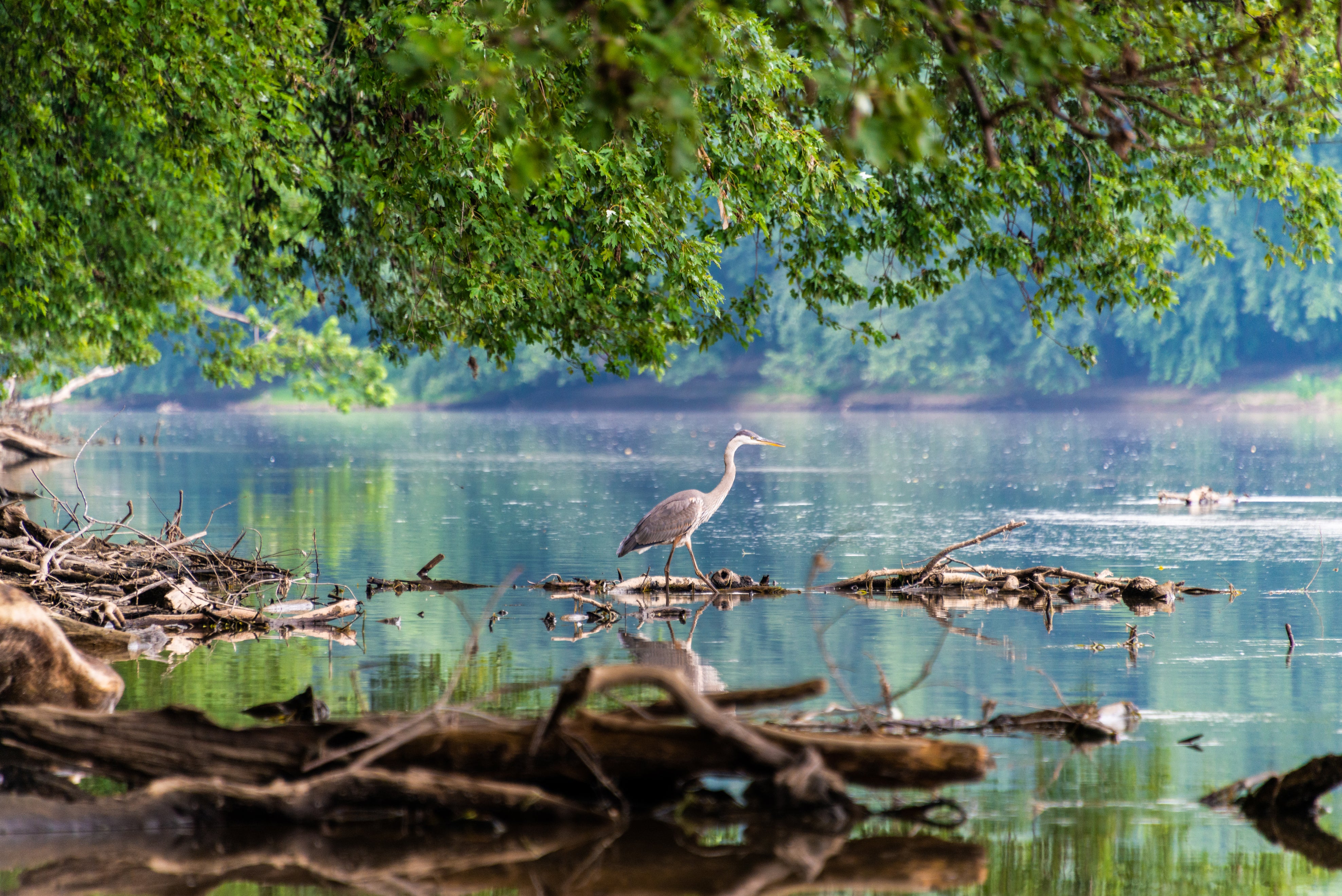 A Great Blue Heron wading in shallow water under a large tree.
