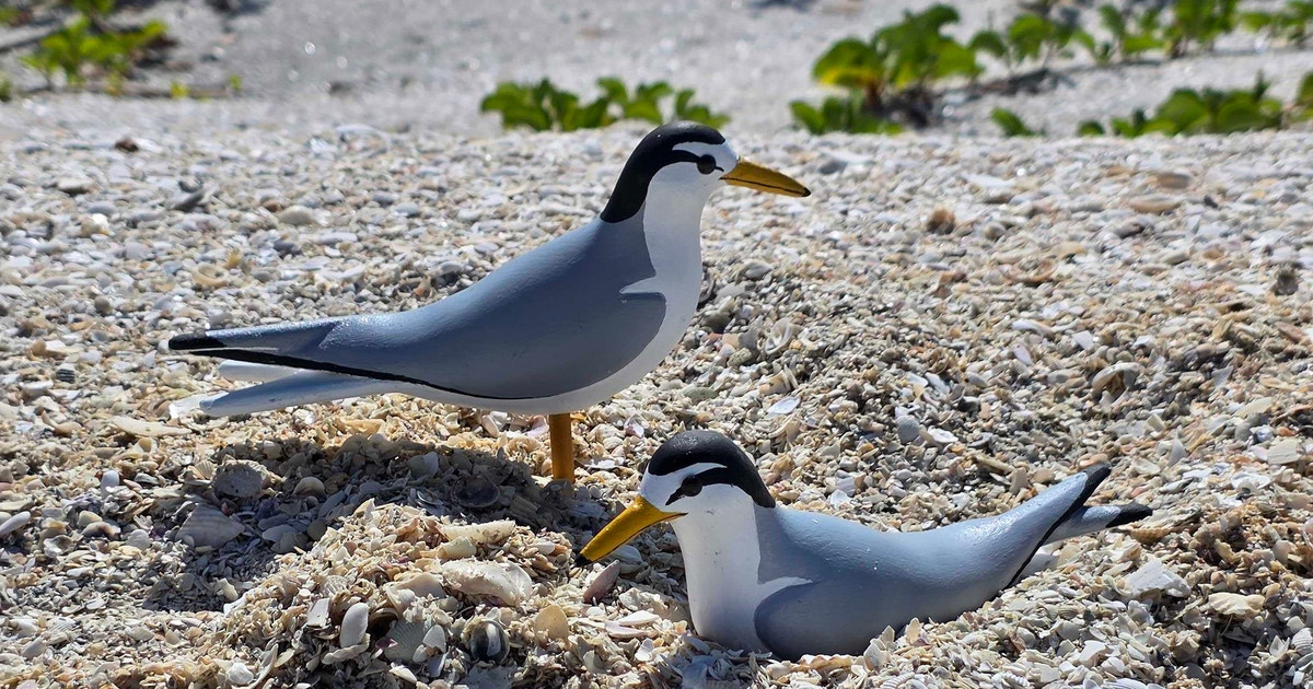 Carving Out a Niche | Audubon Carving Out a Niche | Audubon
