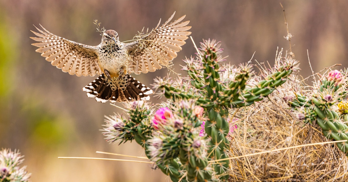 14 Charming Photos That Showcase the Beautiful Bonds Between Birds and Native Plants