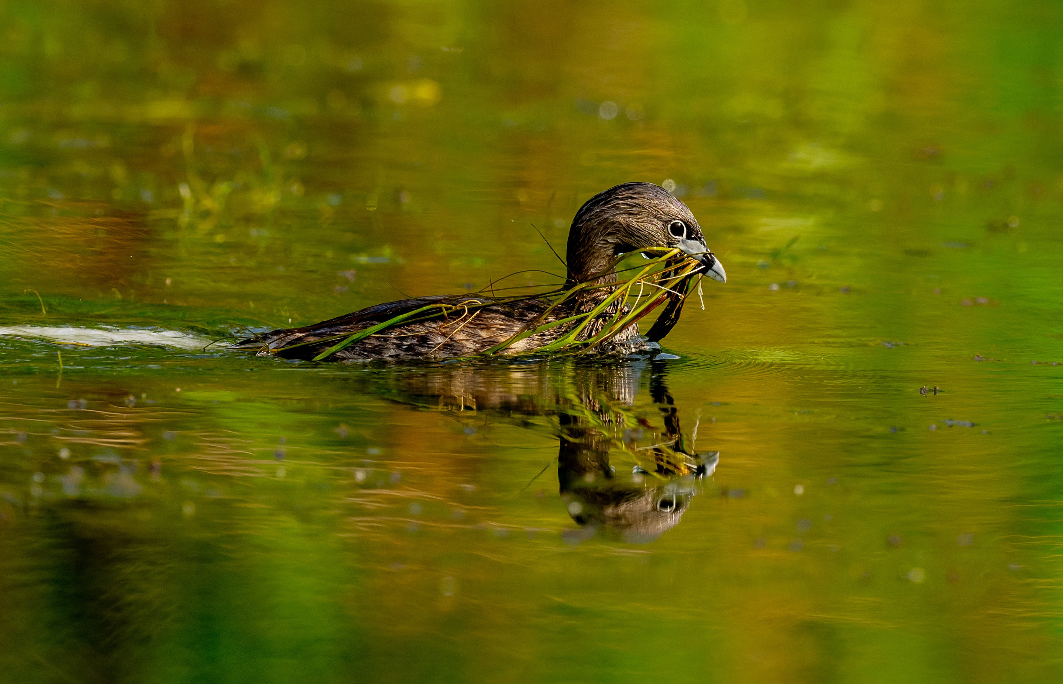 A Pied-billed Grebe swims through green water, holding a bundle of eelgrass in its beak.