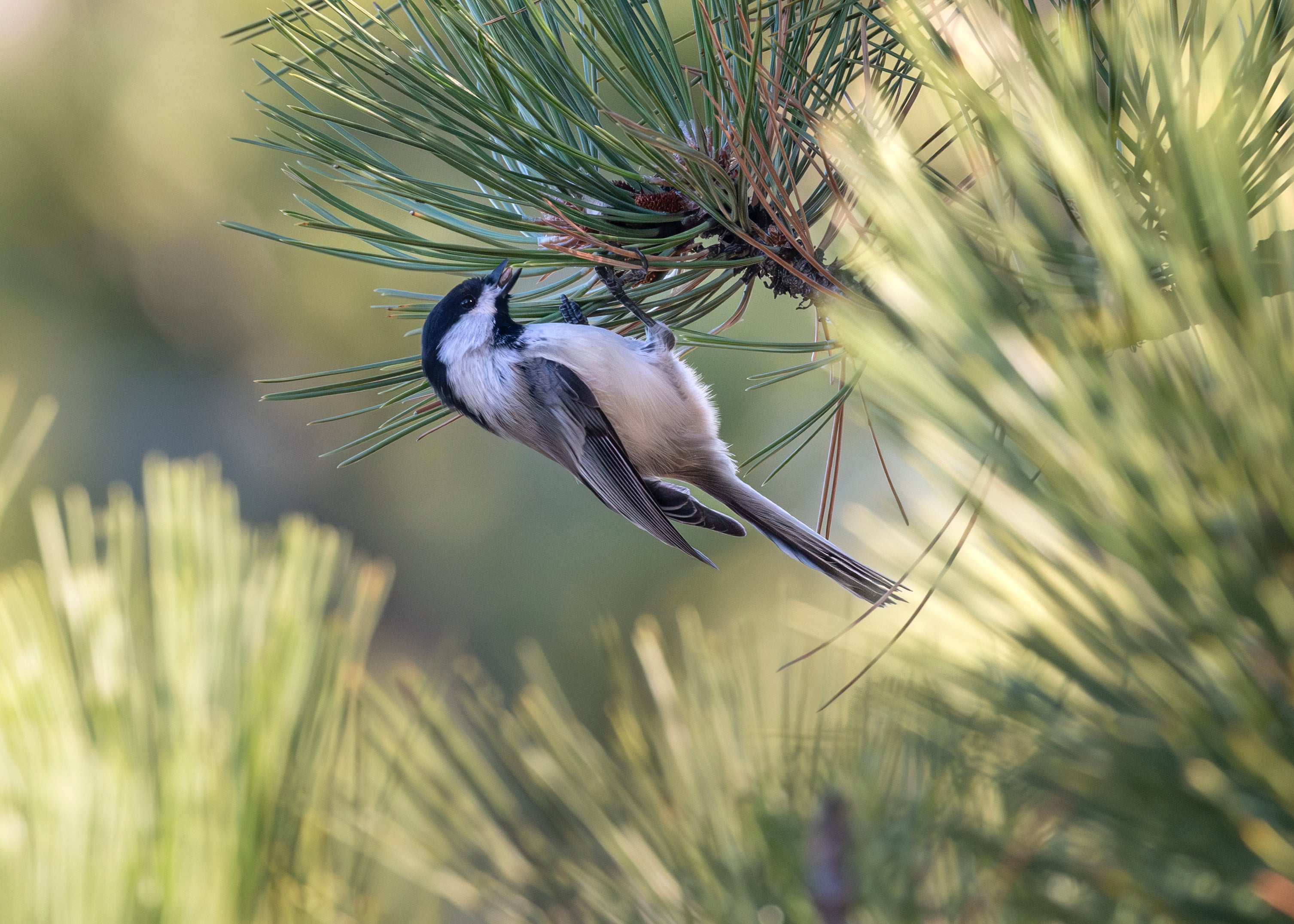 A Black-capped Chickadee hangs upside down from the needles of a pine tree, eating its seeds.