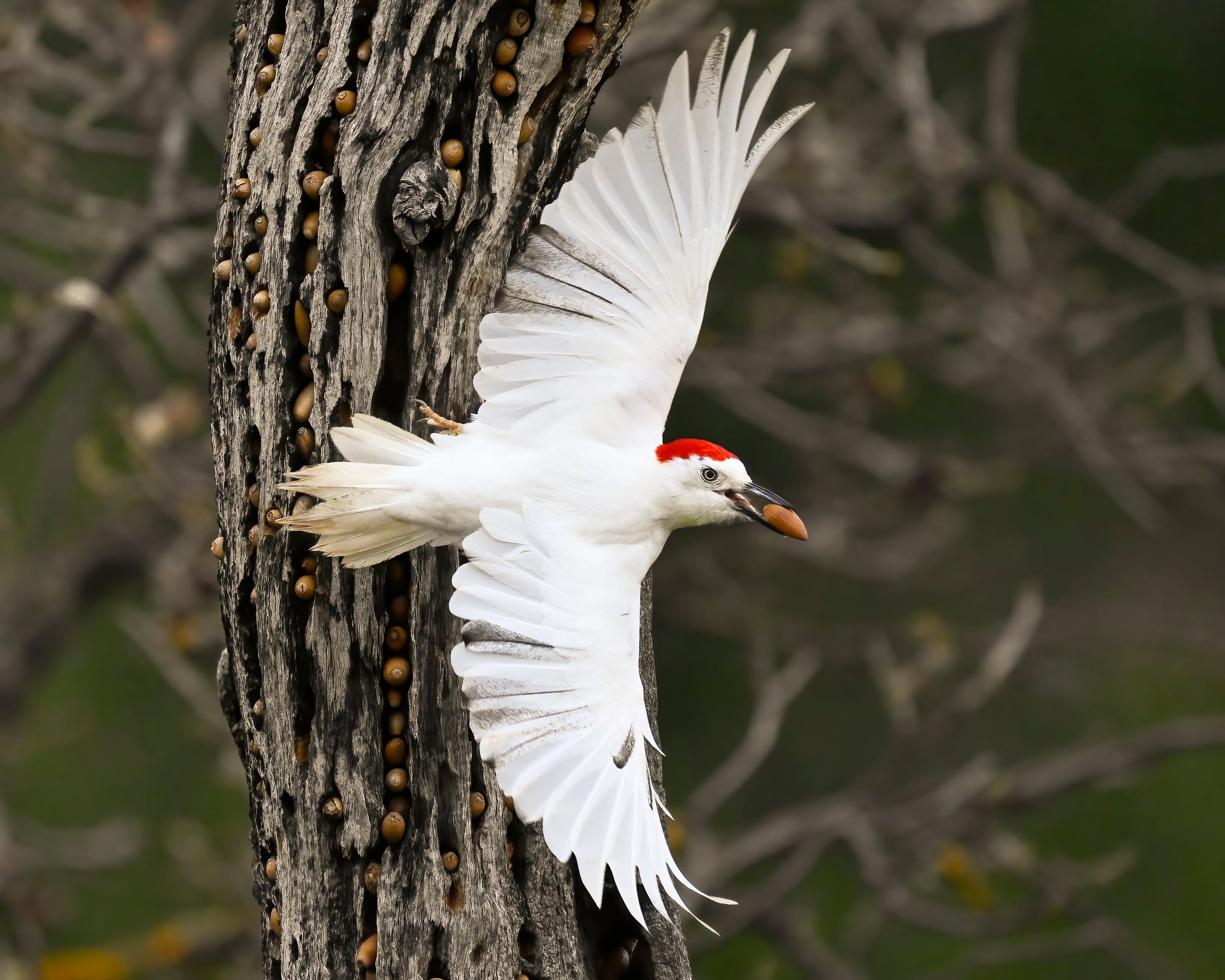 A leucistic Acorn Woodpecker, entirely white except for its red cap, takes off from a tree full of cached acorns, holding one in its beak.