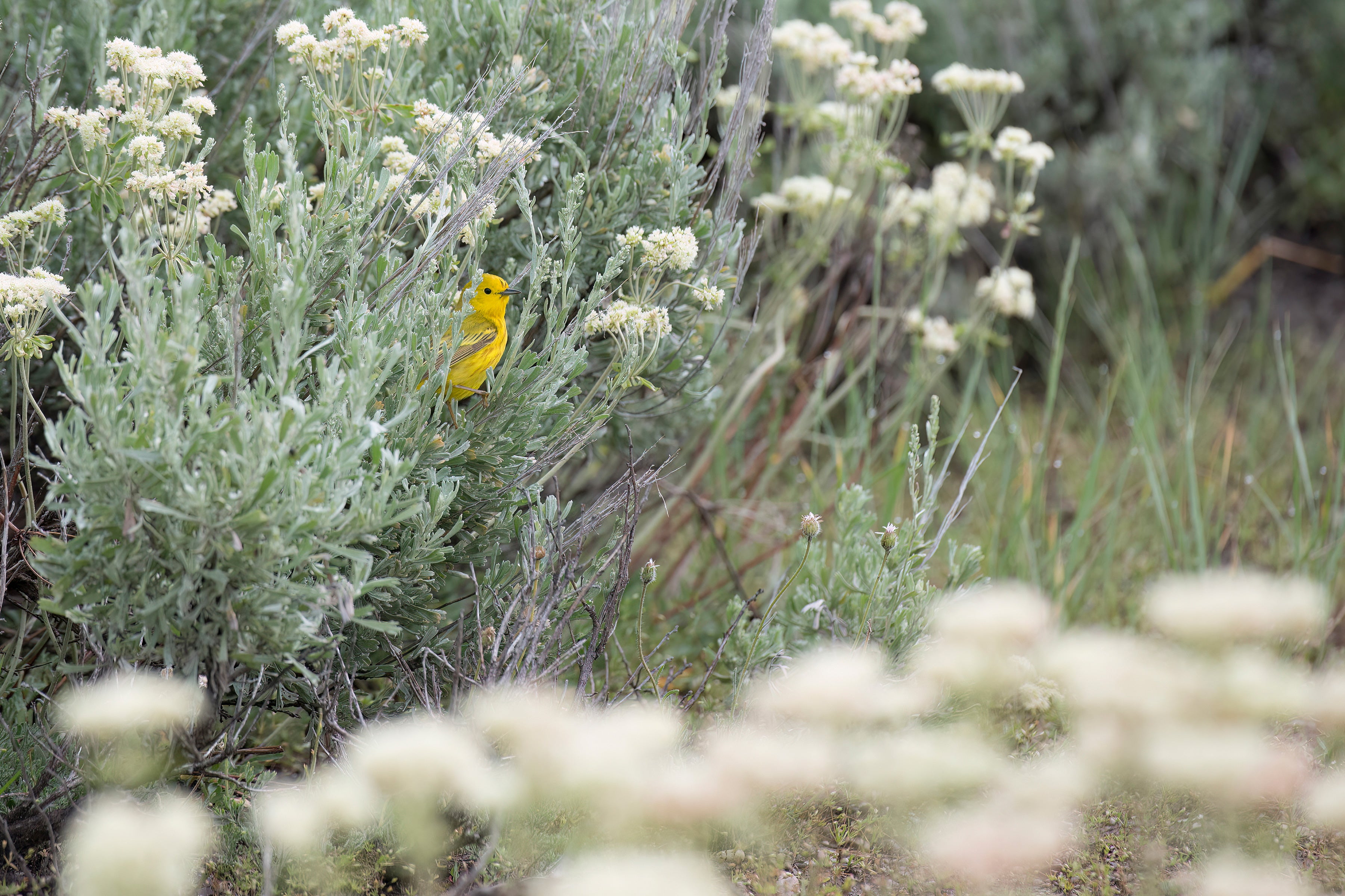 A Northern Yellow Warbler hides in a swath of sagebrush, looking small in the frame.
