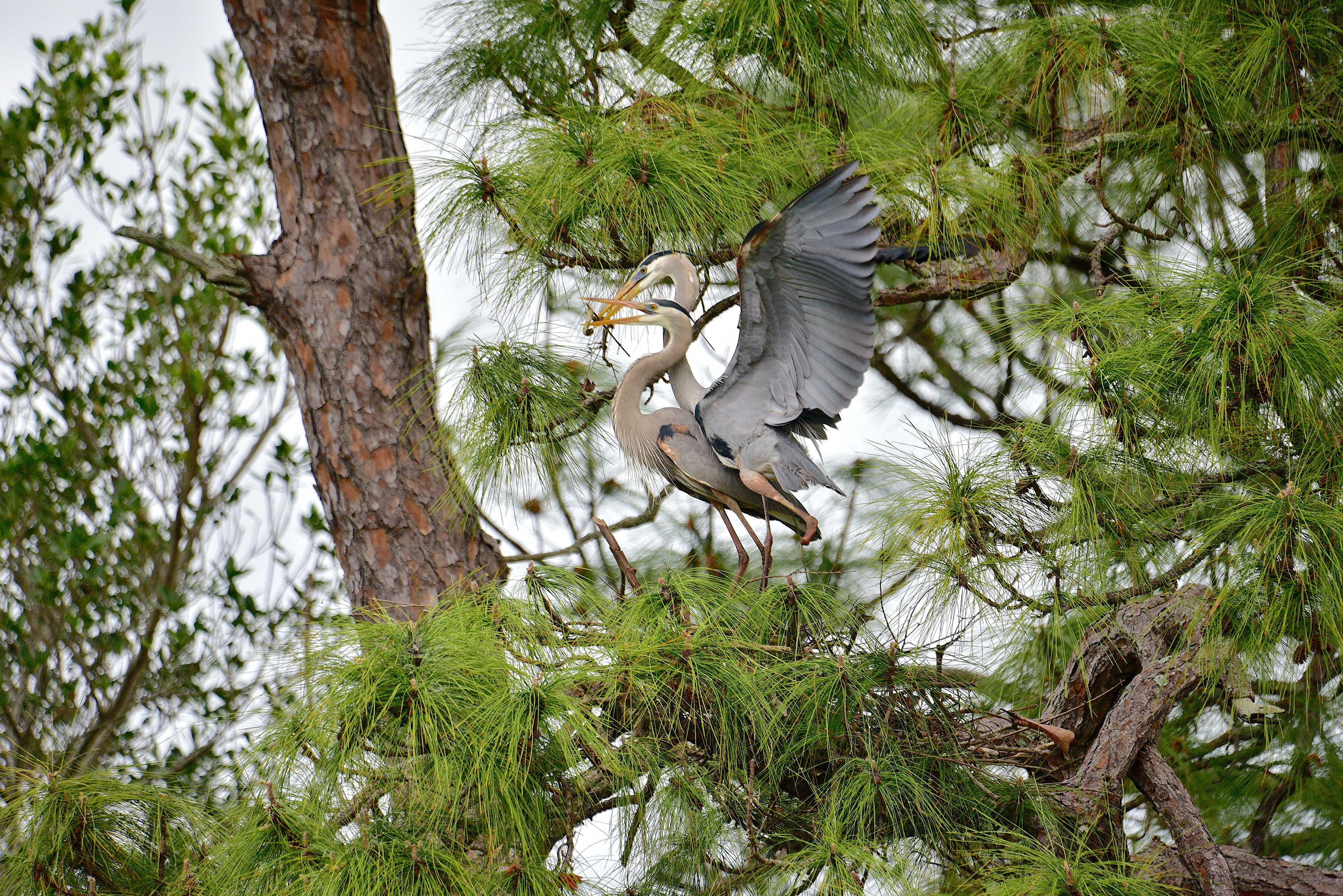 A pair of Great Blue Herons stand in a large Longleaf Pine tree, one presenting the other with a stick.